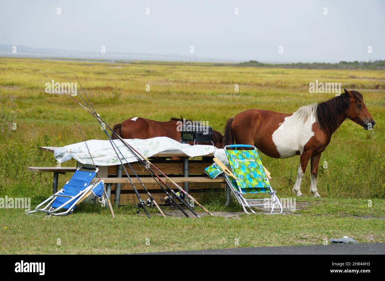 Cavalli presso l'area picnic vicino Assateague Island, Maryland, U.S.A Foto Stock
