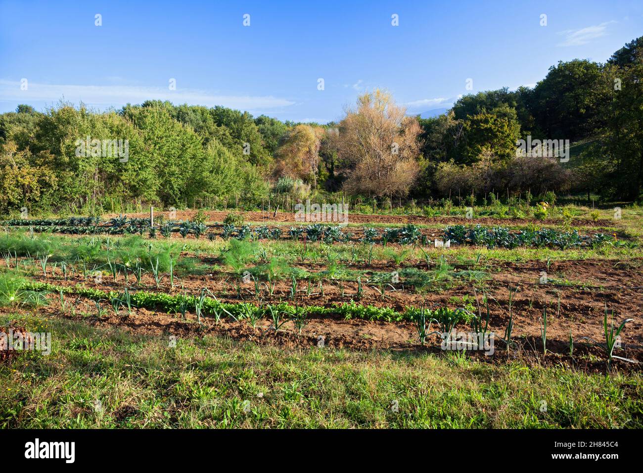 Europa, Italia, Toscana, vicino San Michele, Poderaccio Azienda agricola biologica con agricoltura biologica mista Foto Stock