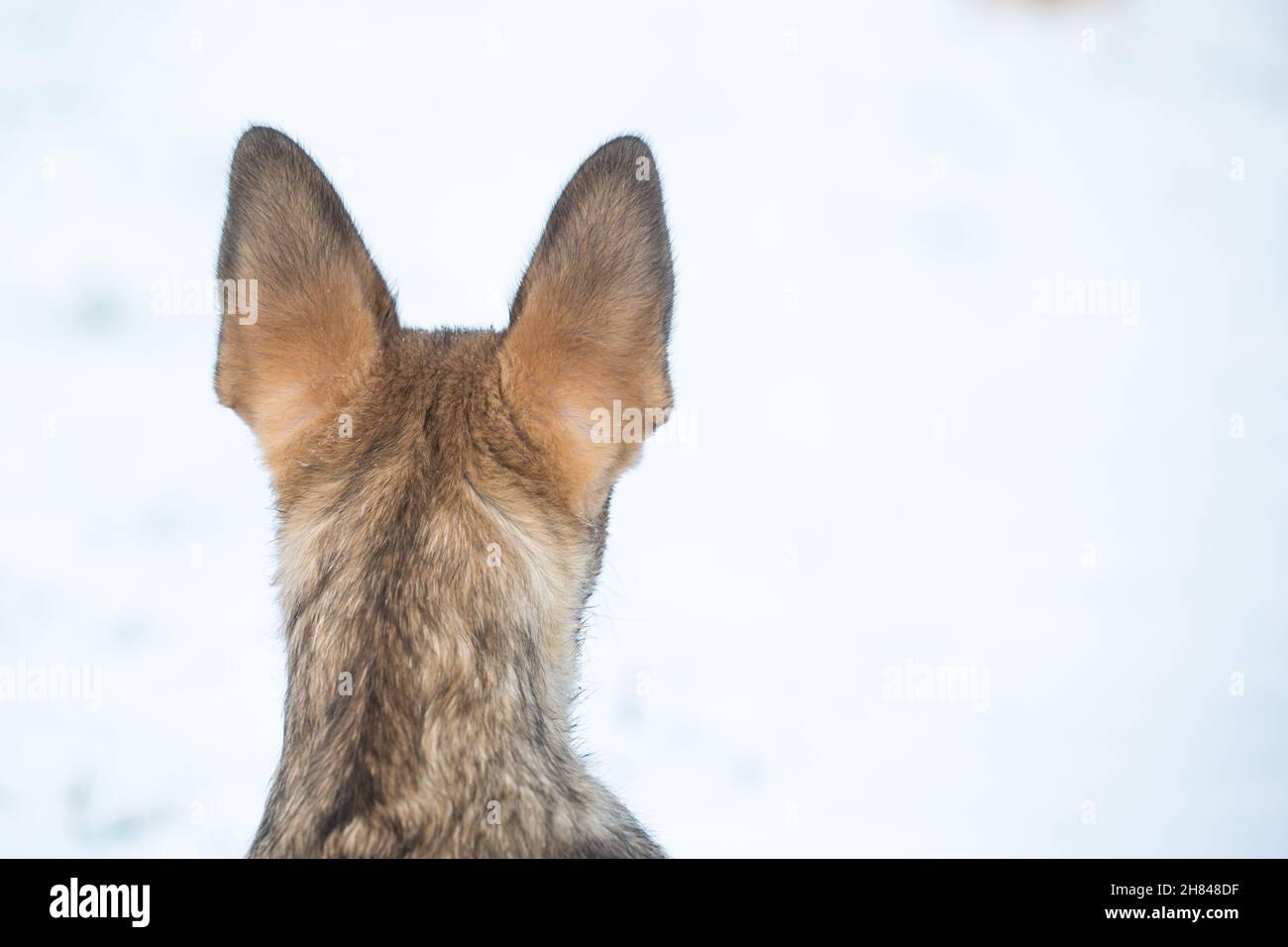 Tedesco Pastore cane cucciolo (alsaziano), da dietro nella neve, orecchie di cane Foto Stock