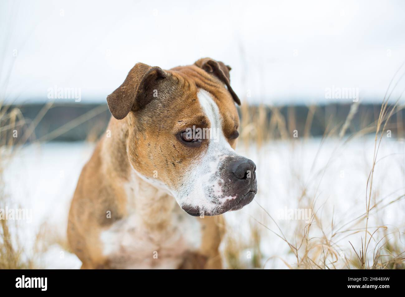 L'American Pit Bull Terrier nella neve Foto Stock