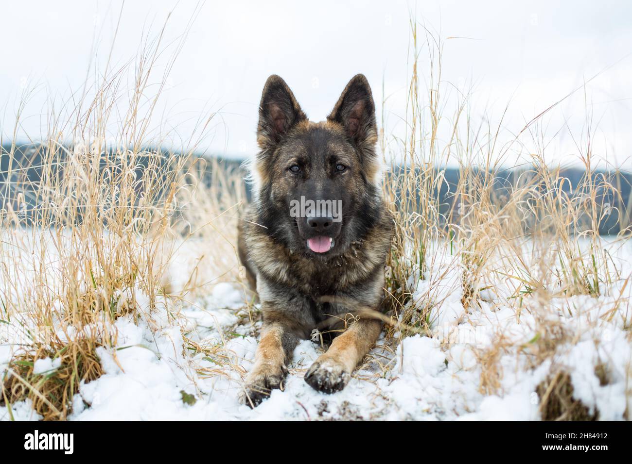 Cane Pastore tedesco (alsaziano) sdraiato nella neve Foto Stock