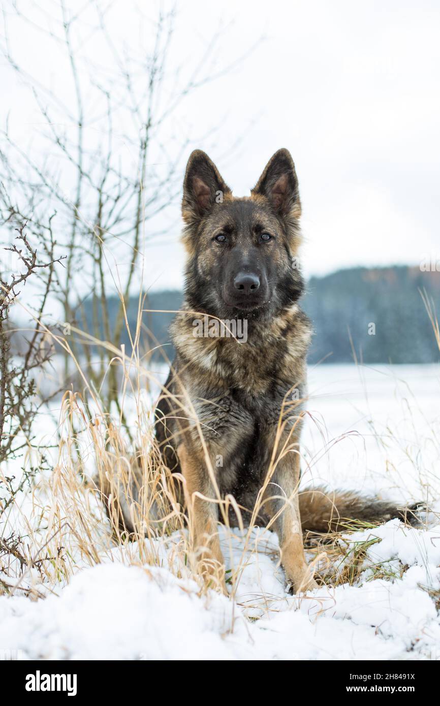 Cane da pastore tedesco (alsaziano) seduto nella neve Foto Stock