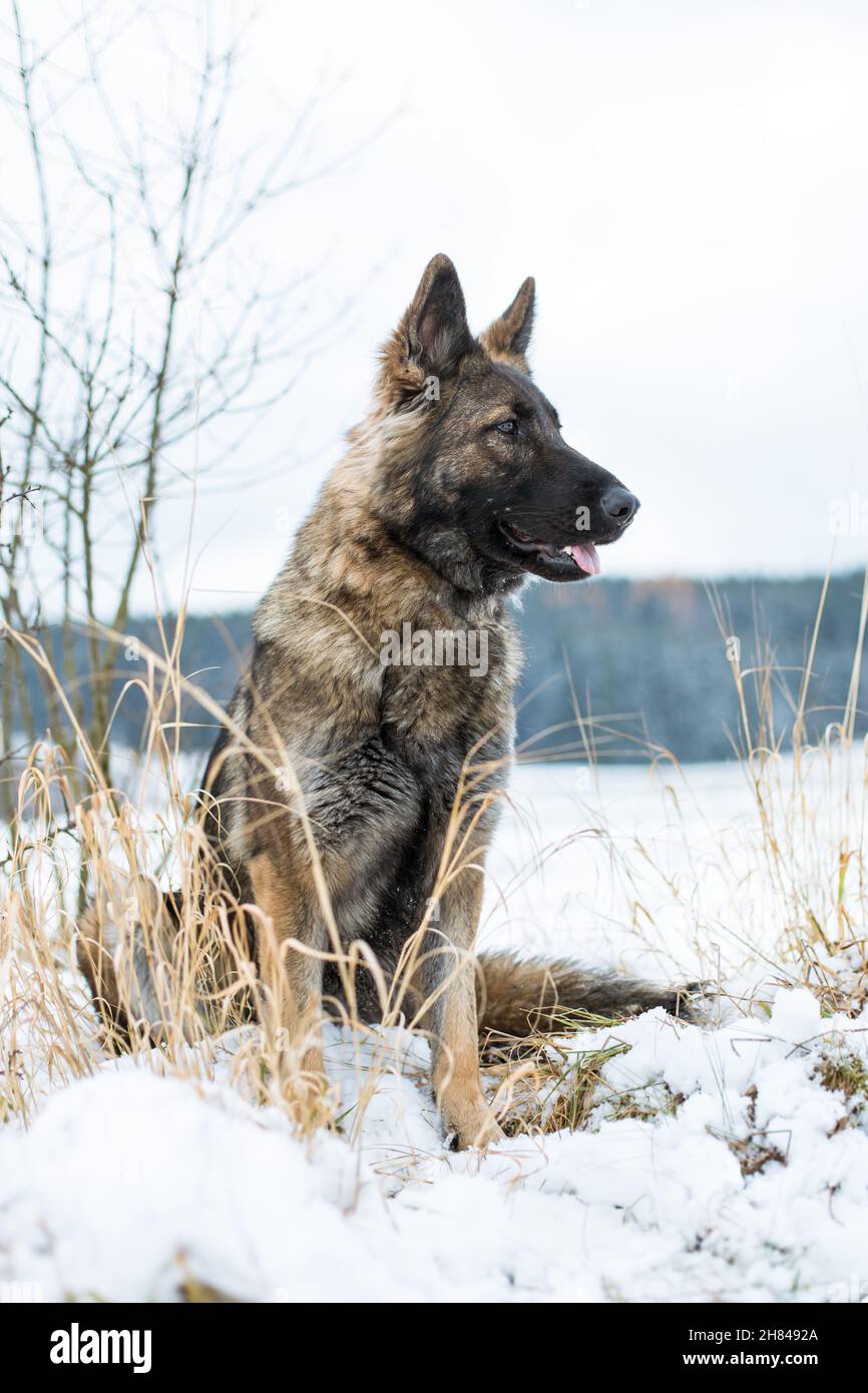 Cane da pastore tedesco (alsaziano) seduto nella neve Foto Stock