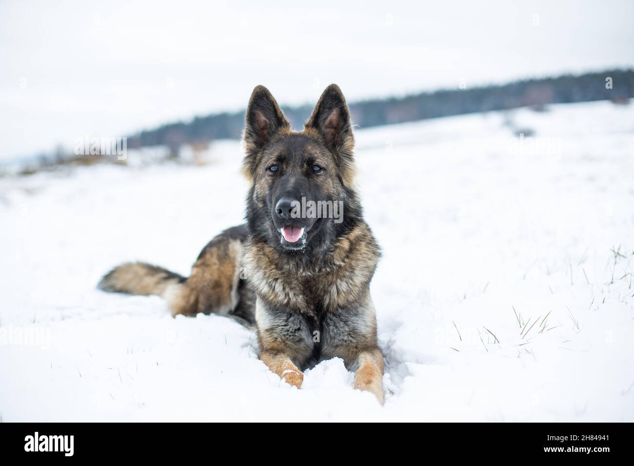 Cane Pastore tedesco (alsaziano) sdraiato nella neve Foto Stock