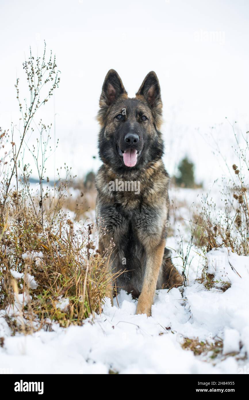 Cane da pastore tedesco (alsaziano) seduto nella neve Foto Stock