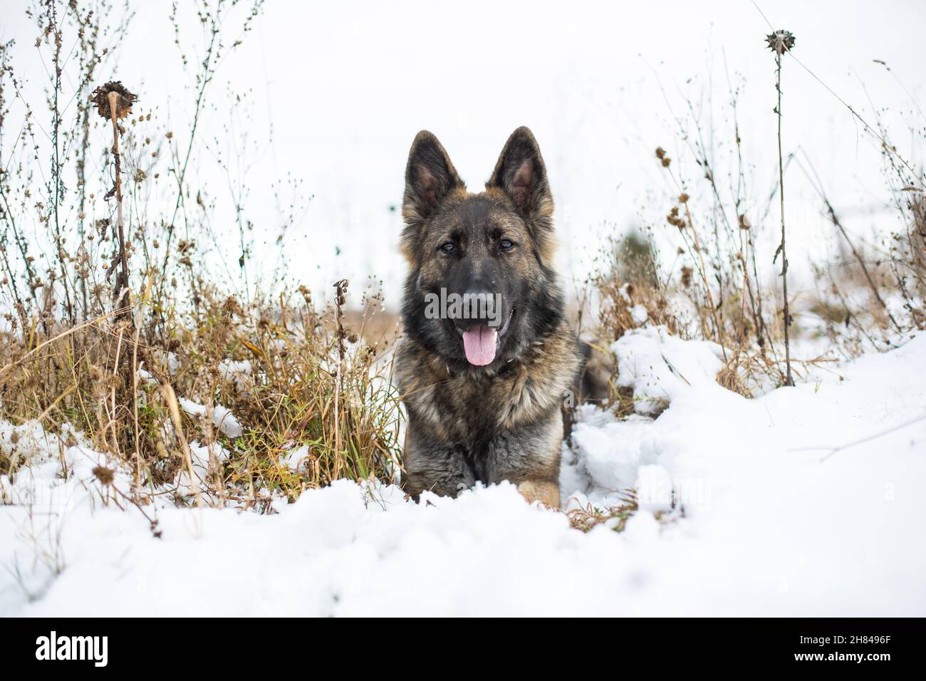 Cane Pastore tedesco (alsaziano) sdraiato nella neve Foto Stock