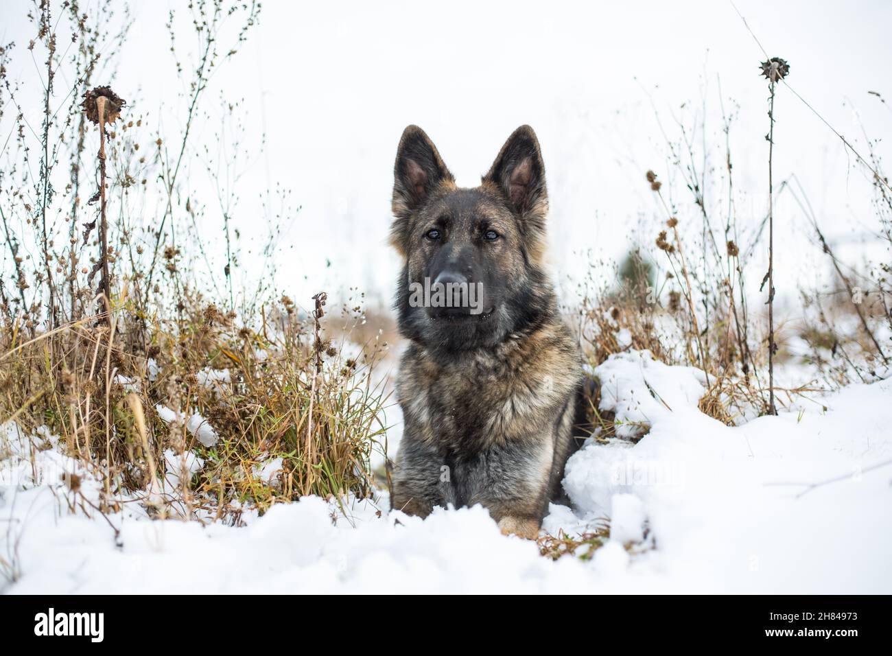 Cane Pastore tedesco (alsaziano) sdraiato nella neve Foto Stock