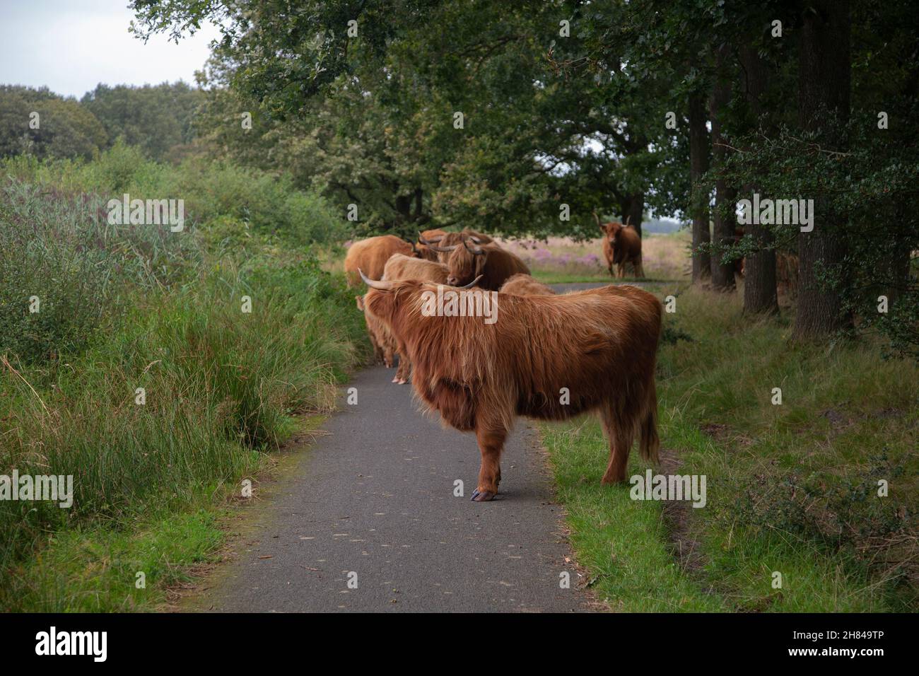 Bestiame scozzese in pista ciclabile nella riserva naturale Hijkerveld, Drenthe, Paesi Bassi Foto Stock