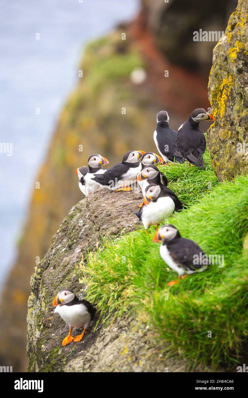 Puffin delle Isole Faroe Foto Stock