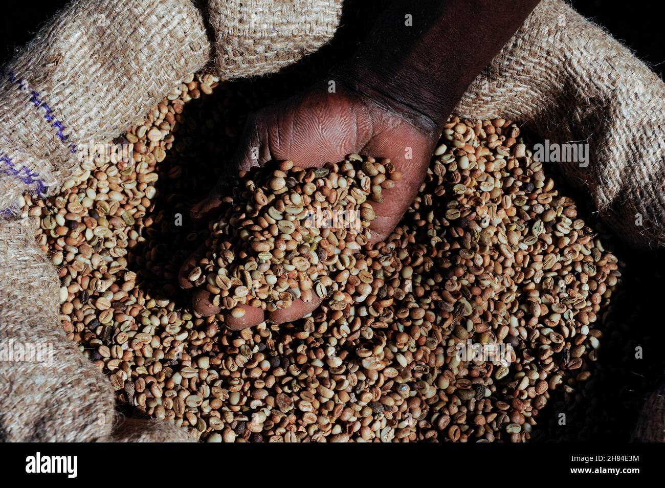 ANGOLA Calulo, cooperativa produttrice di caffè, unità di lavorazione del caffè grezzo / Verarbeitung von Rohkaffee nach Ernte in einer Anlage der Kaffeproduzenten Kooperation von Calulo Foto Stock