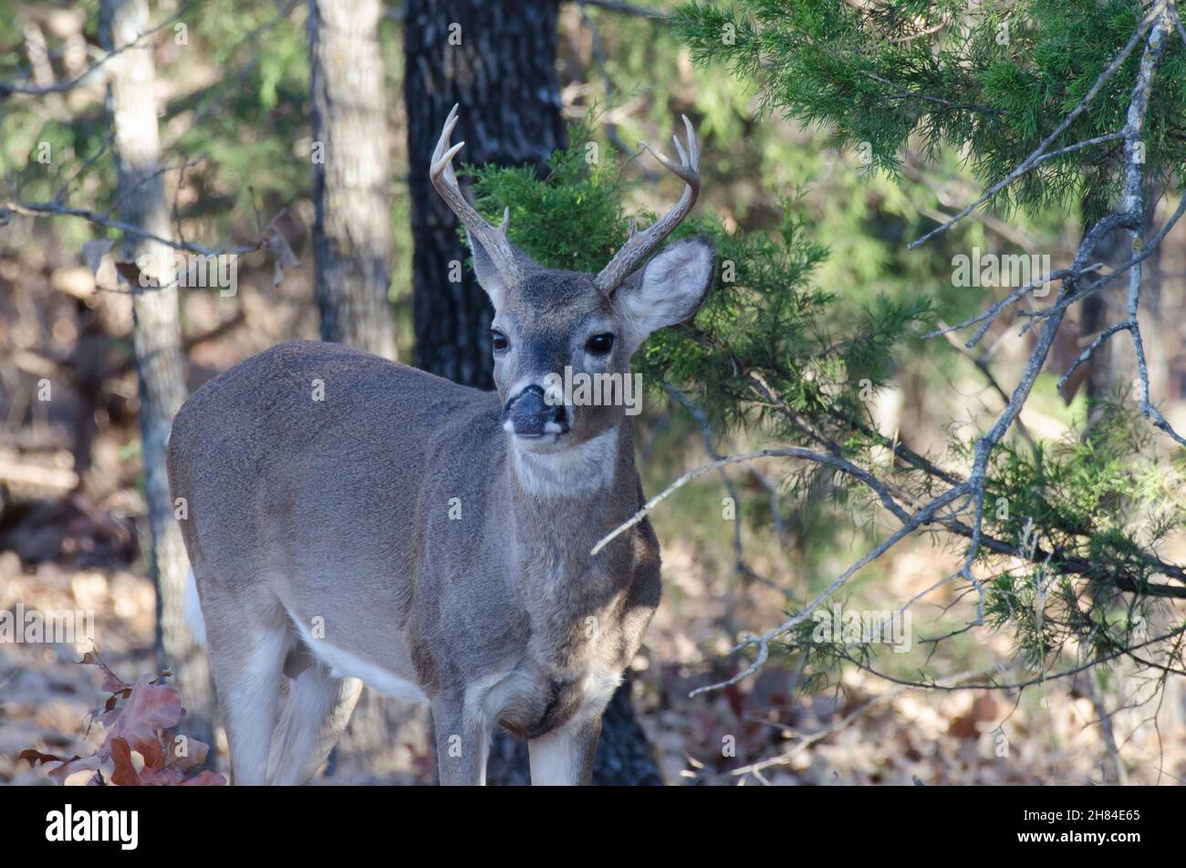 Cervo dalla coda bianca, Odocoileus virginianus, buck che emerge dai boschi Foto Stock