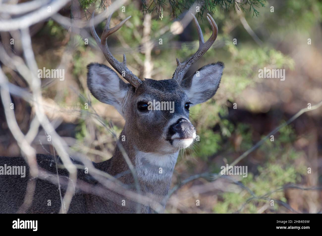 Cervo dalla coda bianca, Odocoileus virginianus, buck che emerge dai boschi Foto Stock