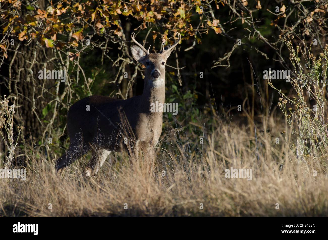Cervo dalla coda bianca, Odocoileus virginianus, buck che emerge dai boschi Foto Stock