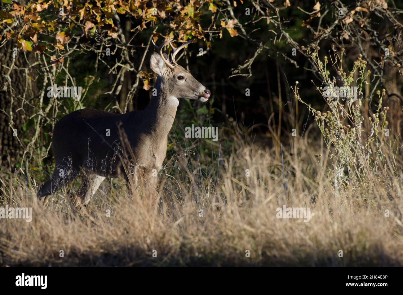 Cervo dalla coda bianca, Odocoileus virginianus, buck che emerge dai boschi mentre leccano le labbra Foto Stock