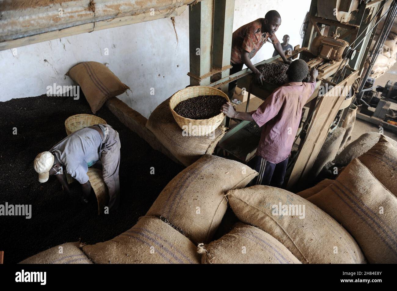 ANGOLA Calulo, cooperativa produttrice di caffè, unità di lavorazione del caffè grezzo / Verarbeitung von Rohkaffee nach Ernte in einer Anlage der Kaffeproduzenten Kooperation von Calulo Foto Stock