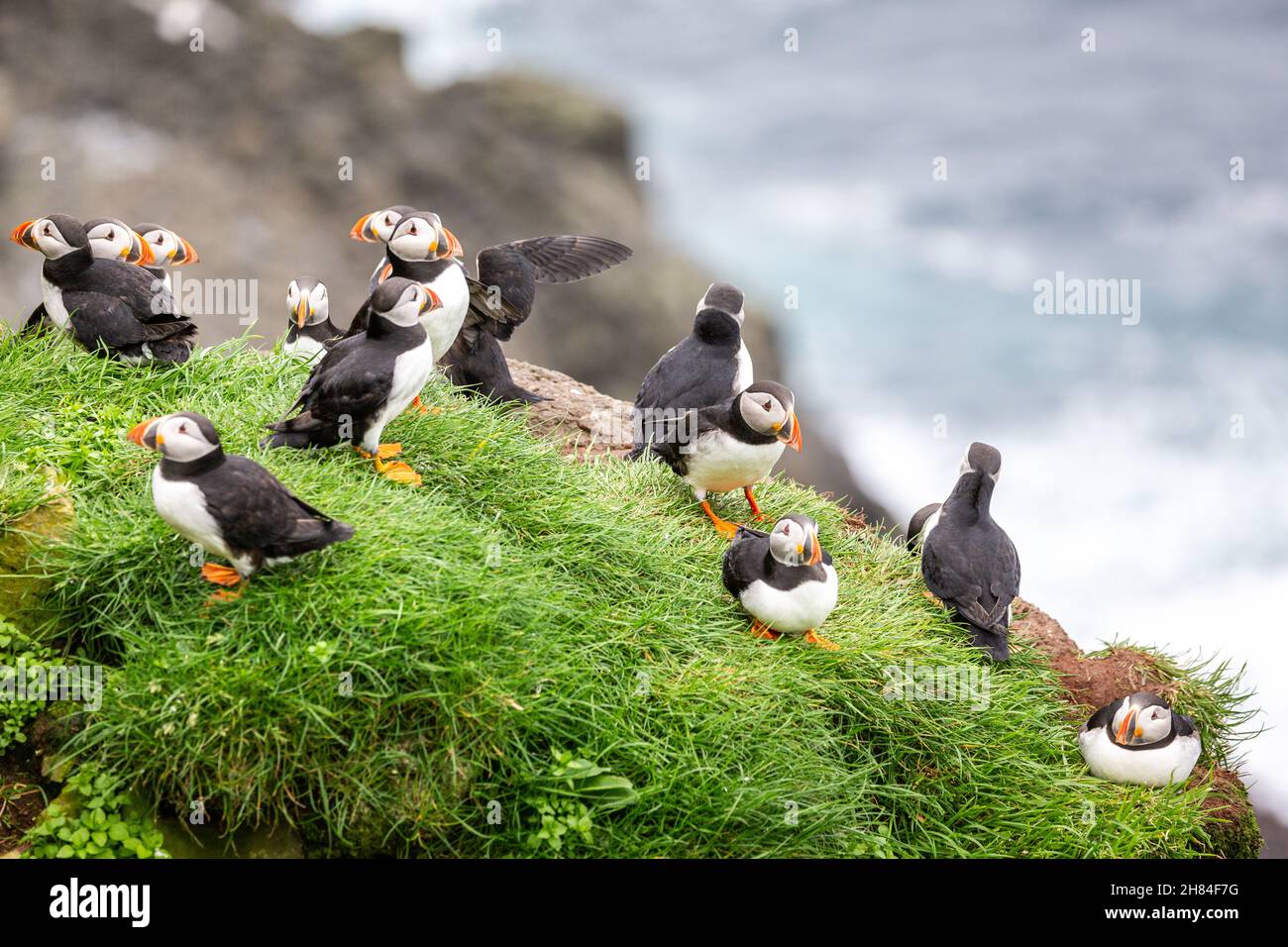 Puffin delle Isole Faroe Foto Stock