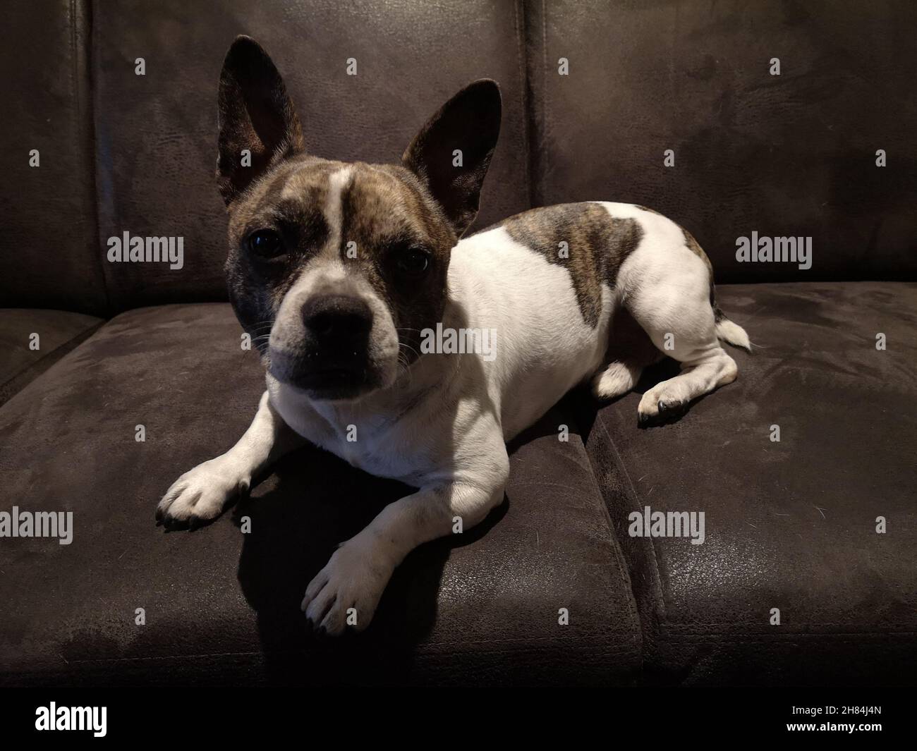 Chibull è sdraiato sul divano, Bullhuahua francese Foto Stock
