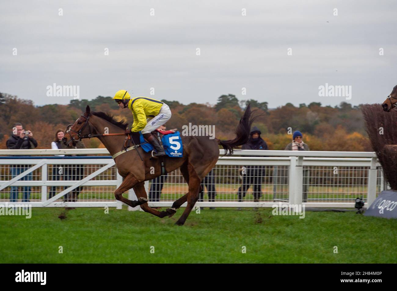 Ascot, Berkshire, Regno Unito. 20 novembre 2021. Horse LostInTranslation guidato da Brendan Powell azzera un salto sul primo circuito della Chase Steeple Chanelle Pharma 1965 (Classe 1) (grado 2) all'ippodromo di Ascot prima di andare alla vittoria della gara. Il proprietario Taylor & o'Dyer. Allenatore Colin Tizzard, Sherborne. Allevatore ARMM Kavanagh. Sponsor Coral Racing. Credit: Maureen McLean/Alamy Foto Stock