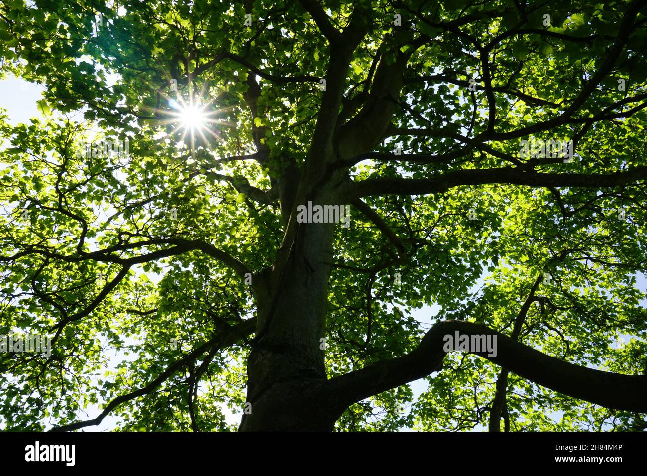 I raggi del sole passano attraverso le foglie dell'albero verde primaverile Foto Stock
