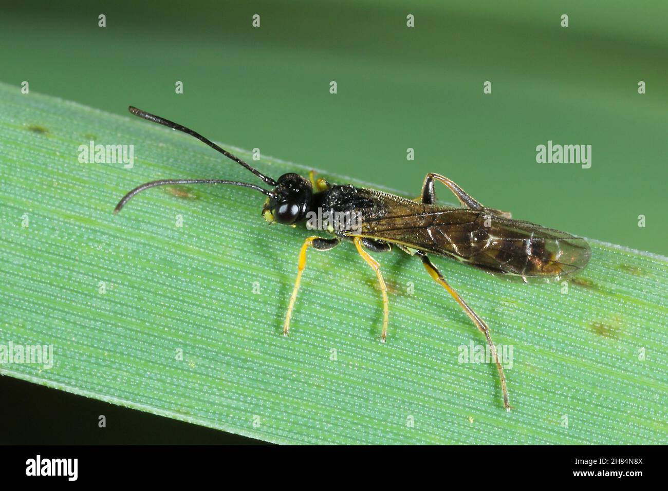 Stelo Borer Sawfly Cephus pygmaeus (Cephidae) su foglia di grano verde. Si tratta di un importante parassita di cereali. Foto Stock