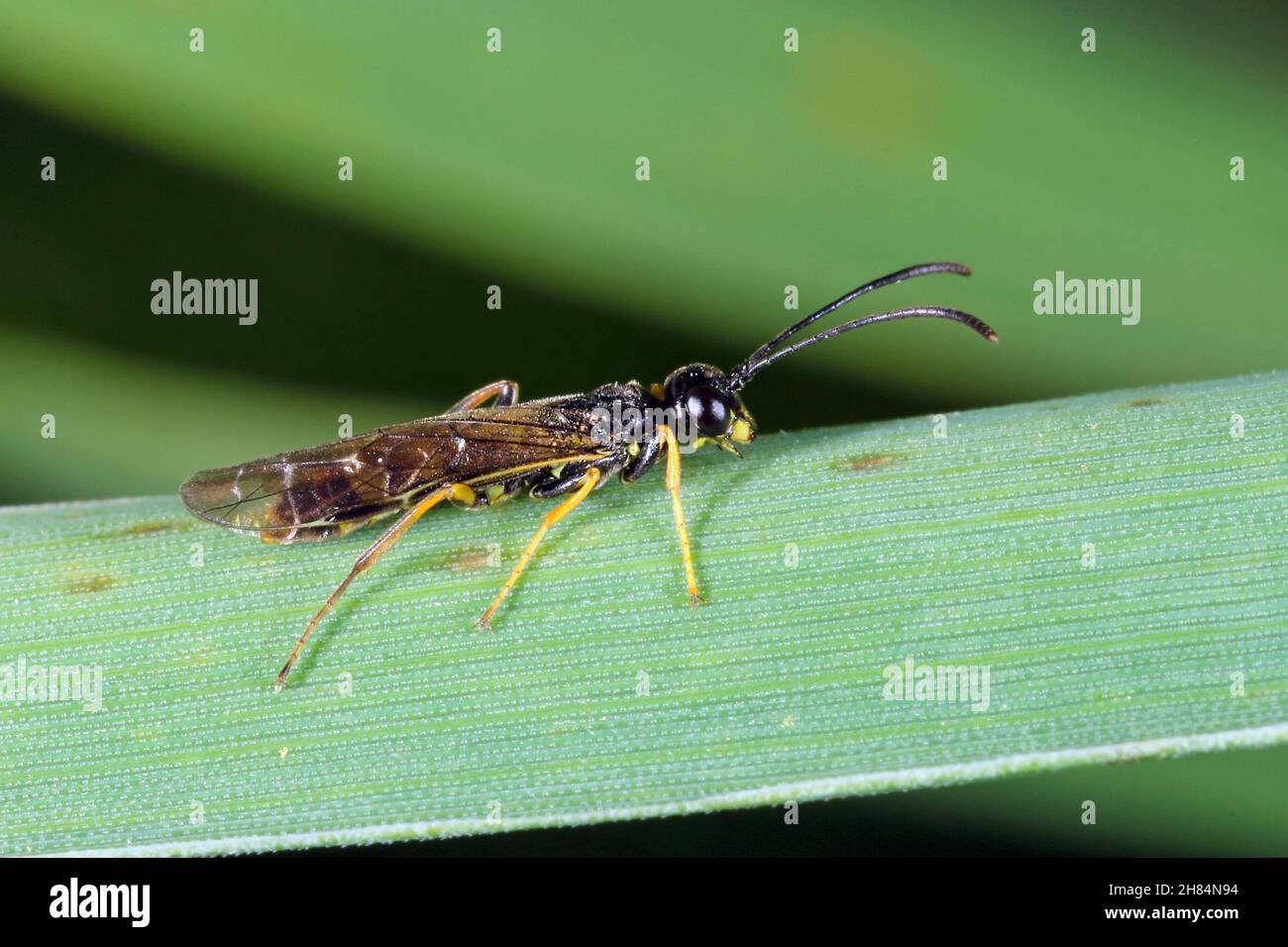 Stelo Borer Sawfly Cephus pygmaeus (Cephidae) su foglia di grano verde. Si tratta di un importante parassita di cereali. Foto Stock