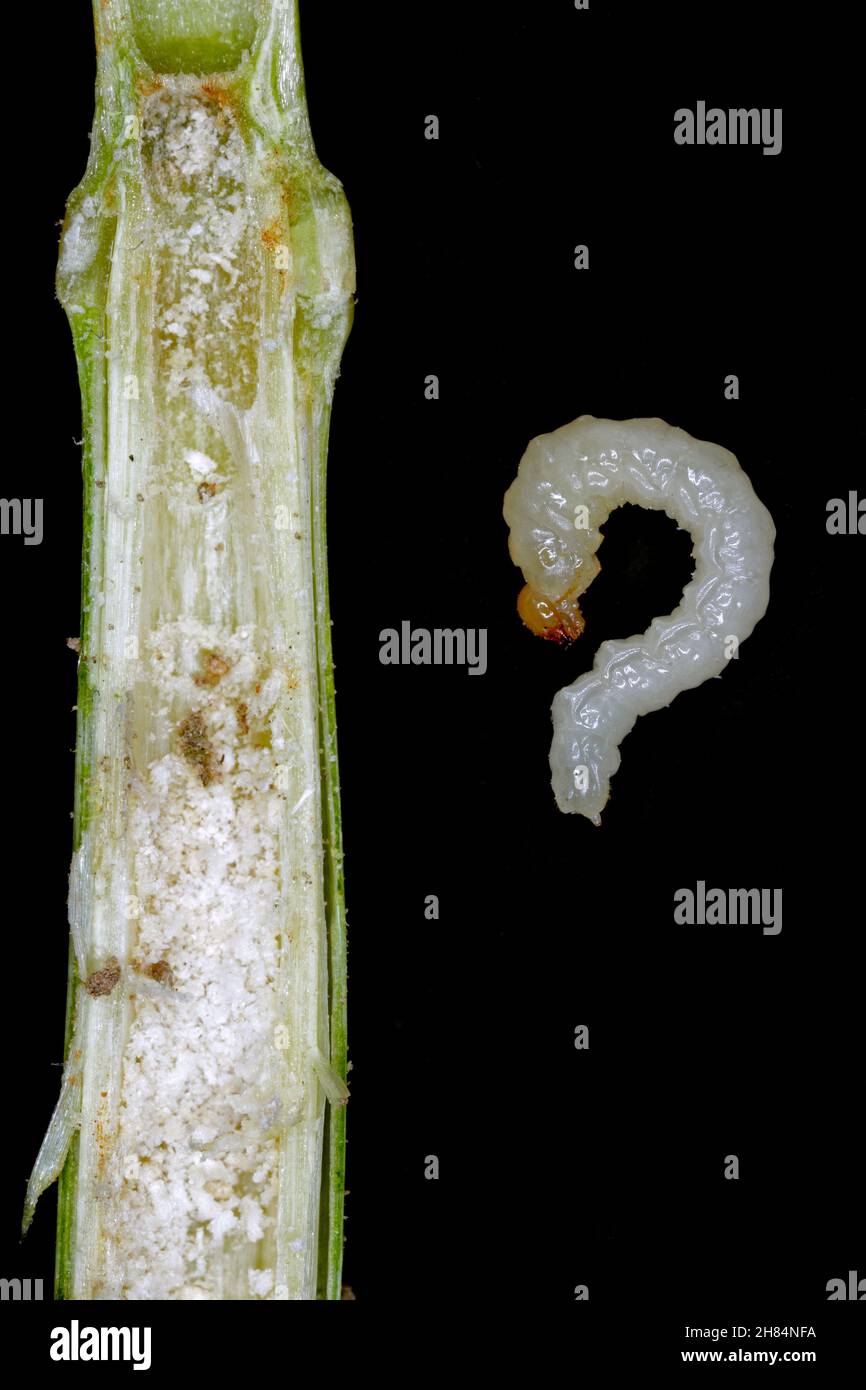 Larva di stelo Borer Sawfly Cephus pygmaeus (Cephidae). Si tratta di un importante parassita di cereali. Foto Stock