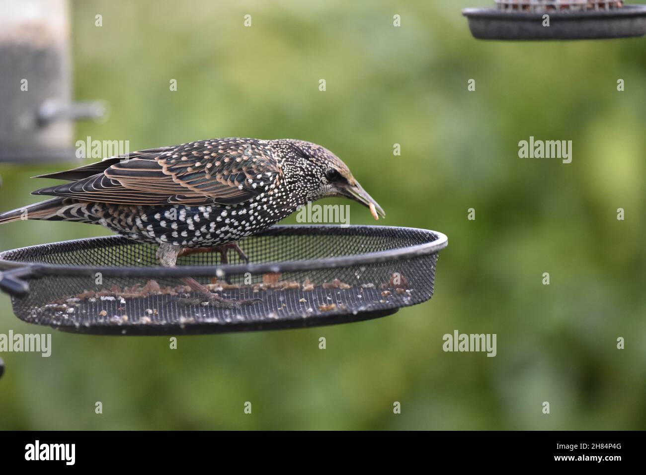 Primo piano immagine di uno Starling comune (Starnus vulgaris) a destra, in piedi in vassoio Mealworm, mangiare vermi nel mese di novembre in Galles, Regno Unito Foto Stock