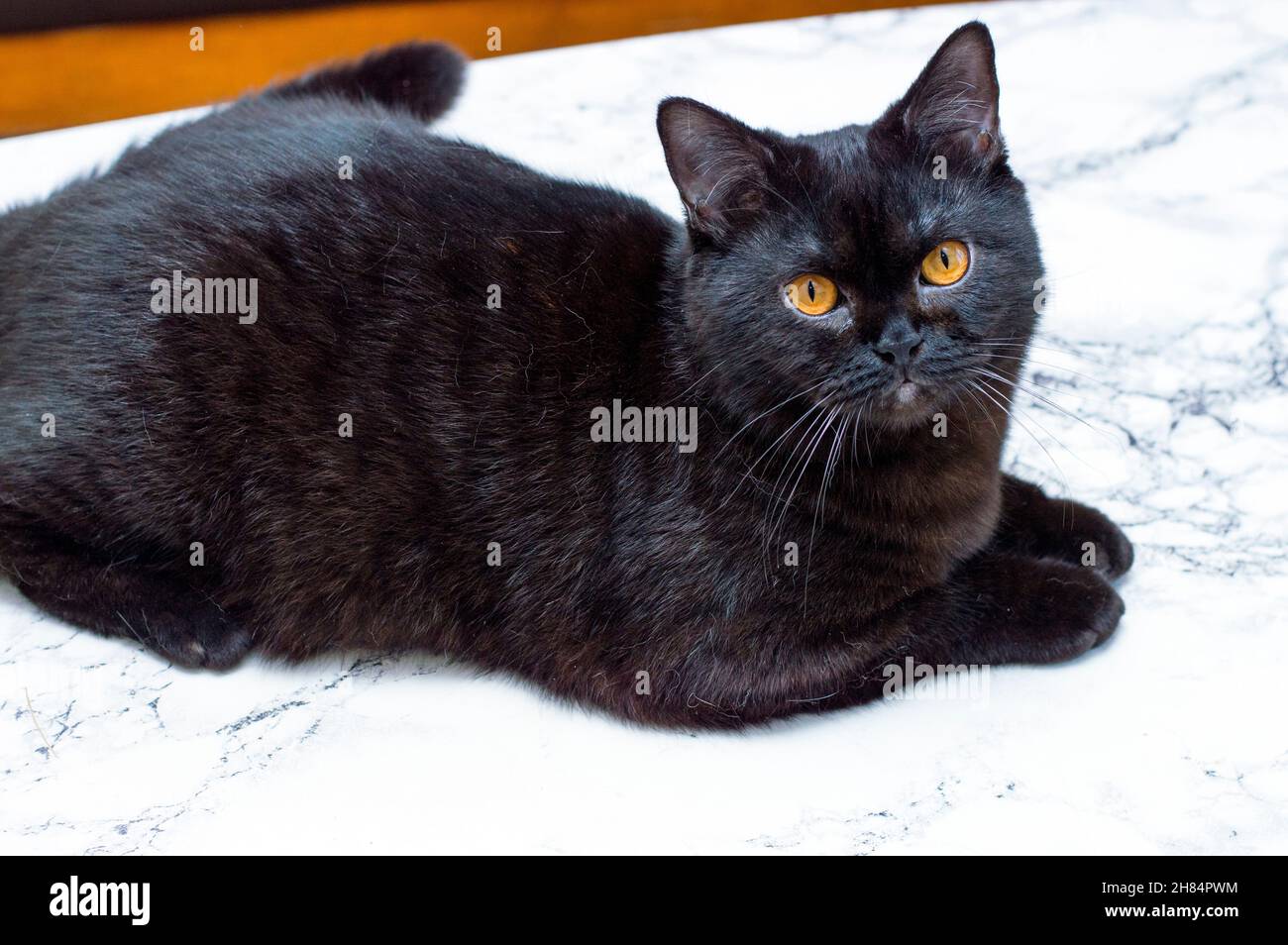 Scottish gatto scuro su un tavolo di marmo, gatti e gatti in casa, animali domestici, le loro foto e la loro vita Foto Stock