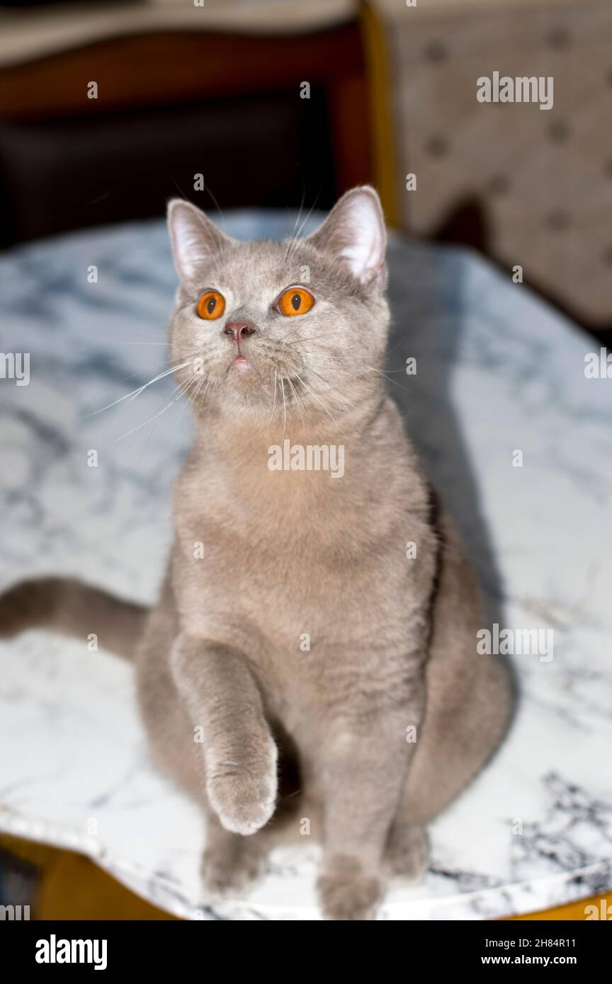 Un gatto scozzese su un tavolo di marmo con una zampa rialzata, gatti e gatti in casa, animali domestici, le loro foto e la loro vita Foto Stock