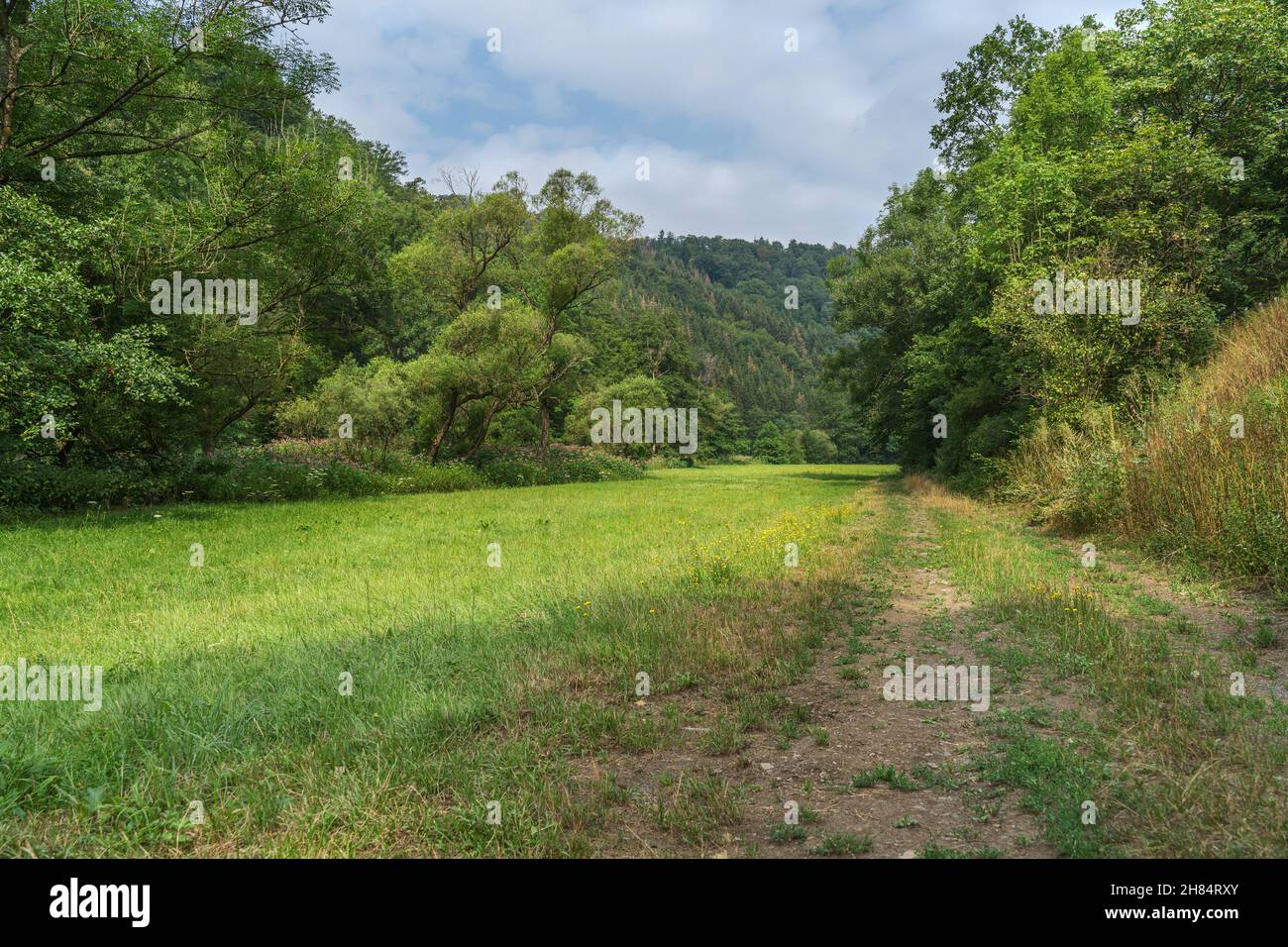 Attraversa il prato della pianura alluvionale con alberi sotto il cielo nuvoloso chiaro. Foto Stock