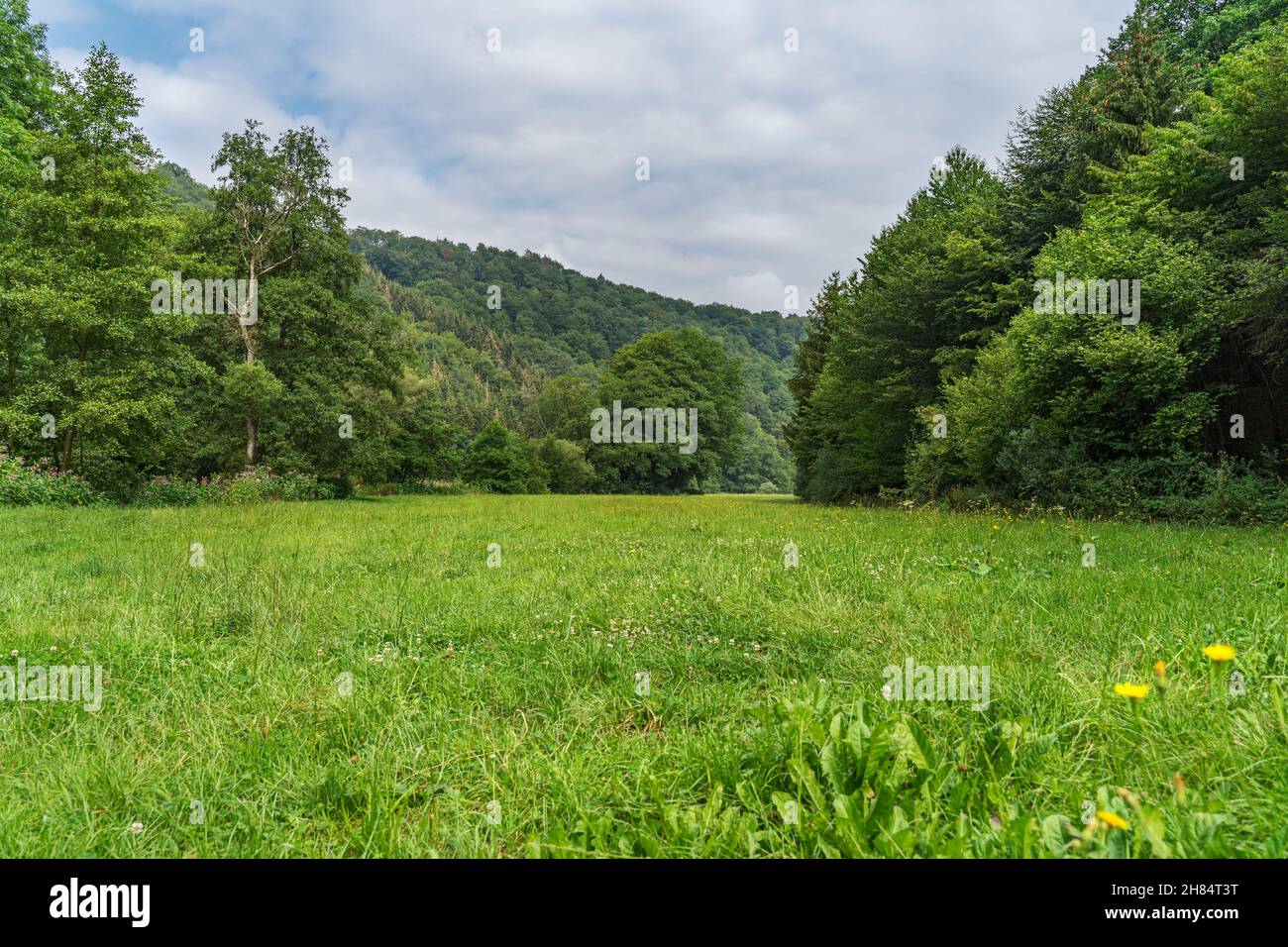 Un prato di pianura alluvionale con alberi sotto il cielo nuvoloso chiaro. Foto Stock