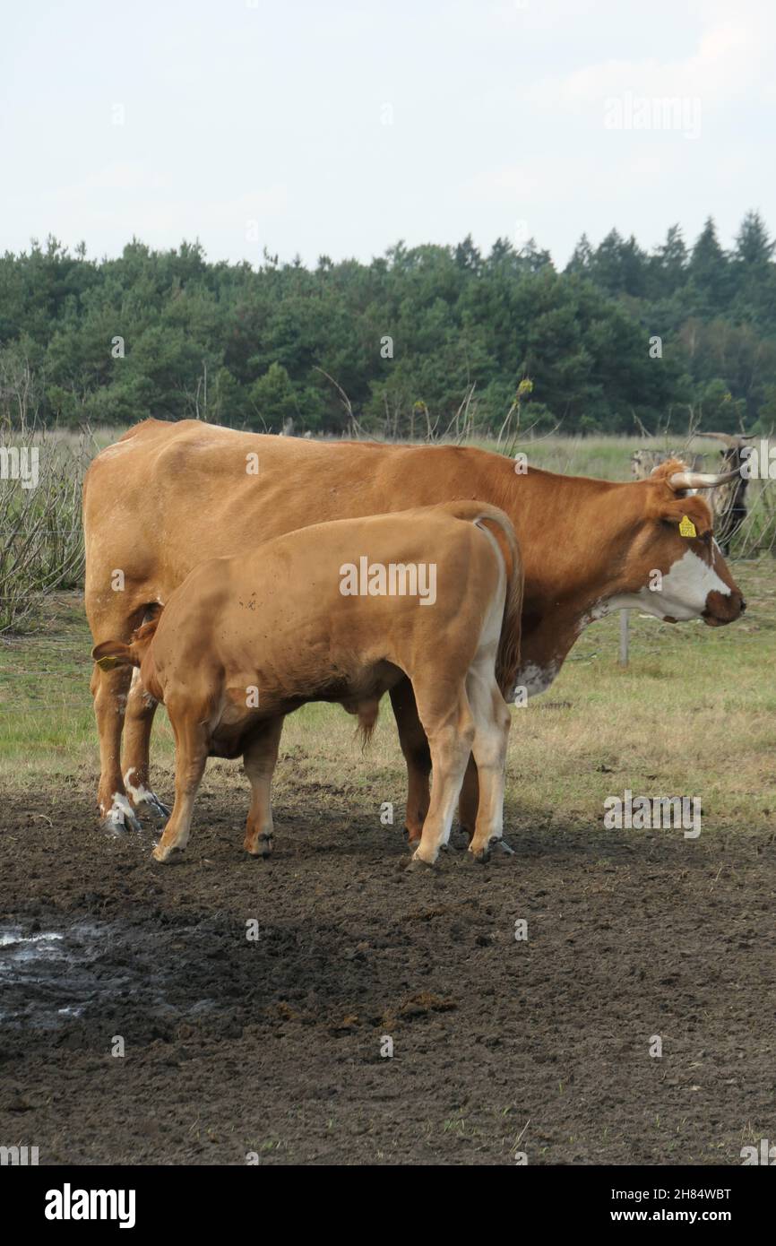 Mucca marrone con vitello marrone insieme nel prato. Bevande a base di vitello dalla mucca. Foto Stock