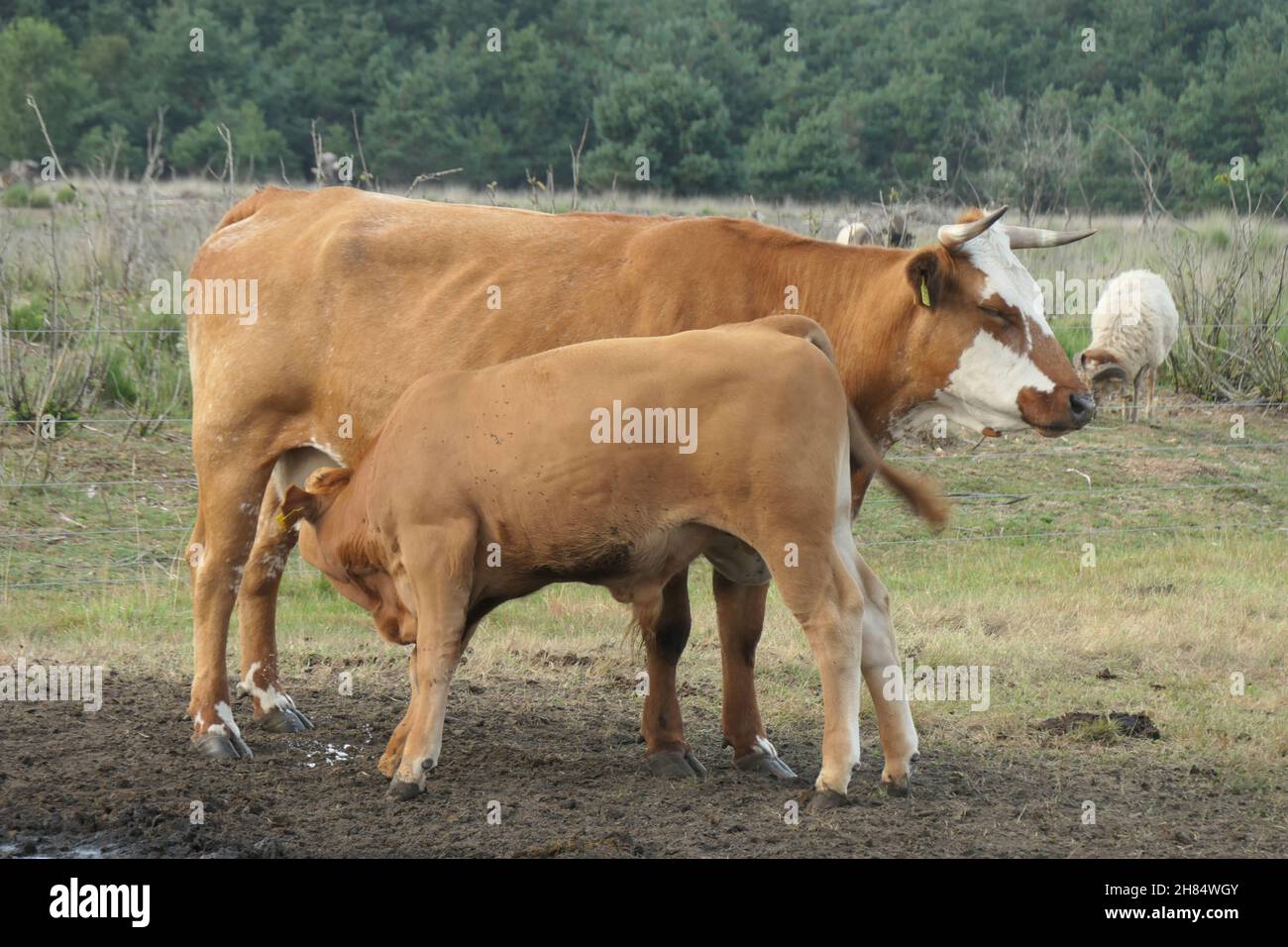 Mucca marrone con vitello marrone insieme nel prato. Bevande a base di vitello dalla mucca. Foto Stock