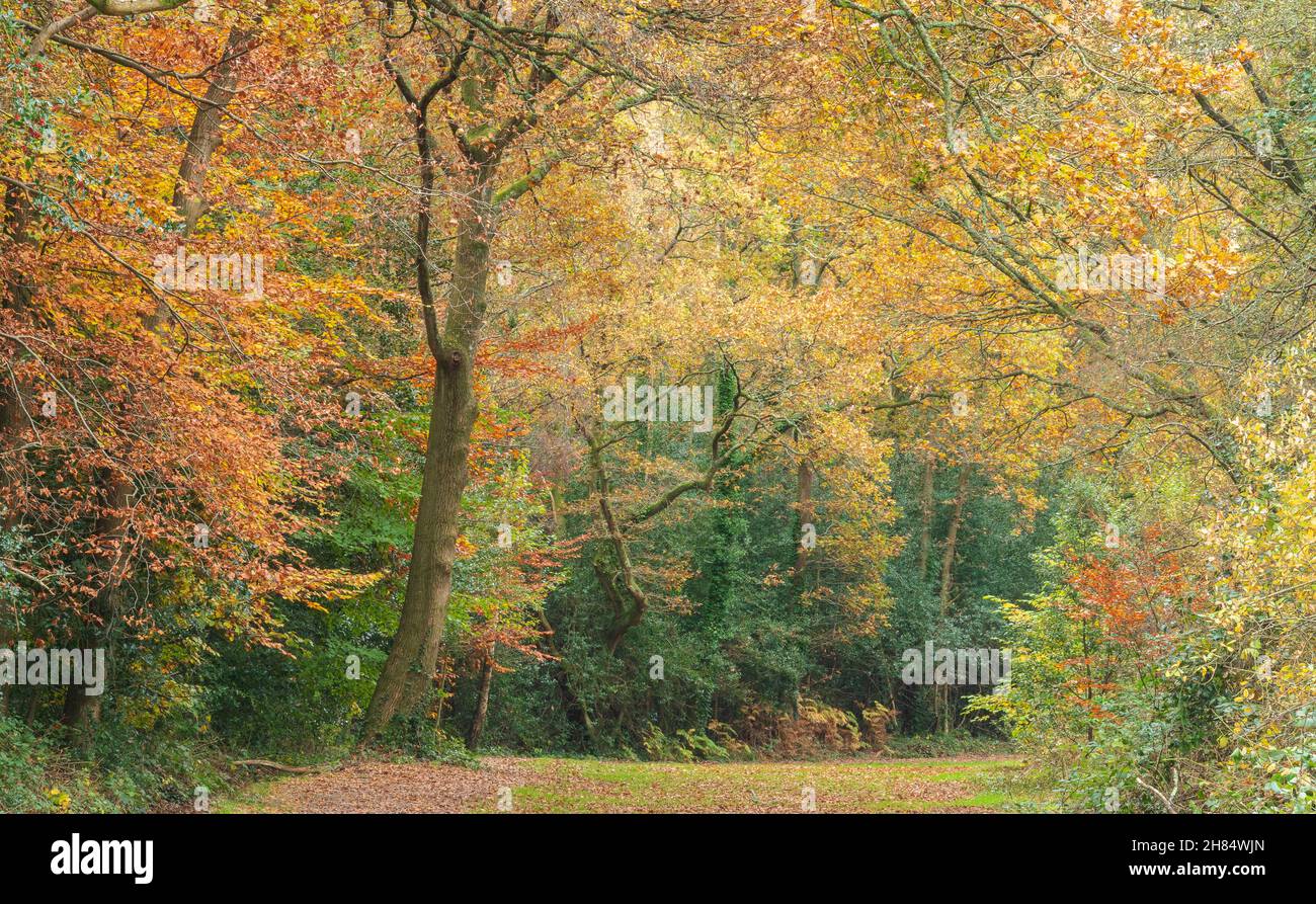 Autunno su Southampton Common Foto Stock