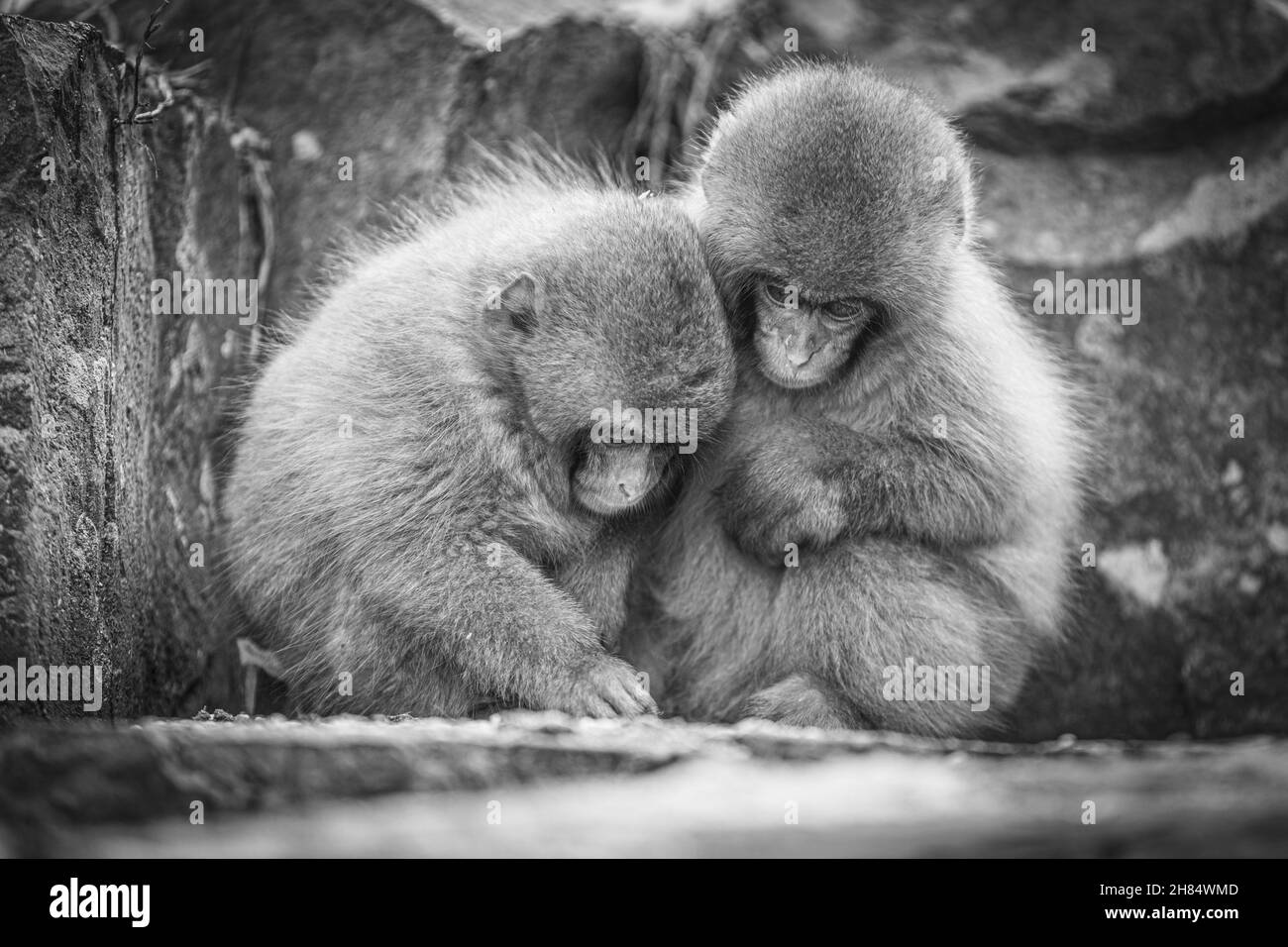 Primo piano in scala di grigi di due scimmie coccole Foto Stock
