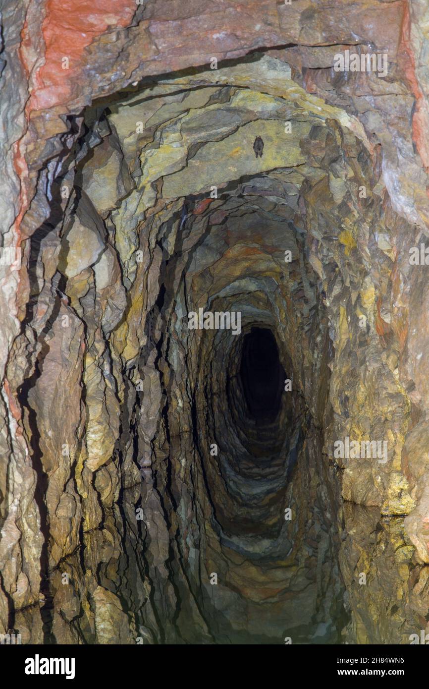 Abbandonata allagata drenaggio di ex miniera di ferro Komorsko, colline di Brdy, Boemia centrale, repubblica Ceca. Sul soffitto è appeso un pipistrello ibernante. Foto Stock