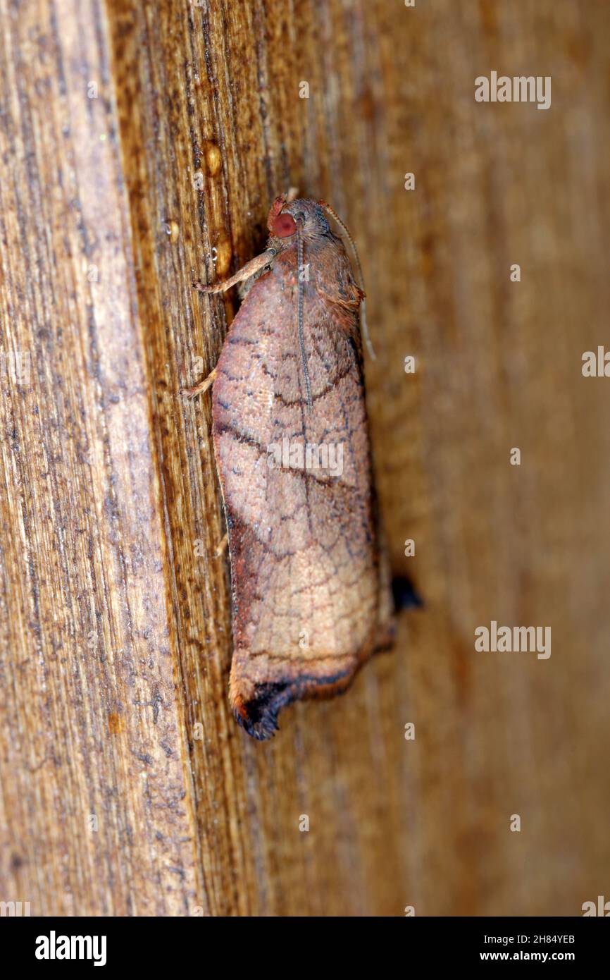 Grande tortrix di alberi da frutta (Archips podana). È una falena della famiglia Tortricidae. Le larve si nutrono di mela, pera, ciliegia e susina ed è considerato un Foto Stock