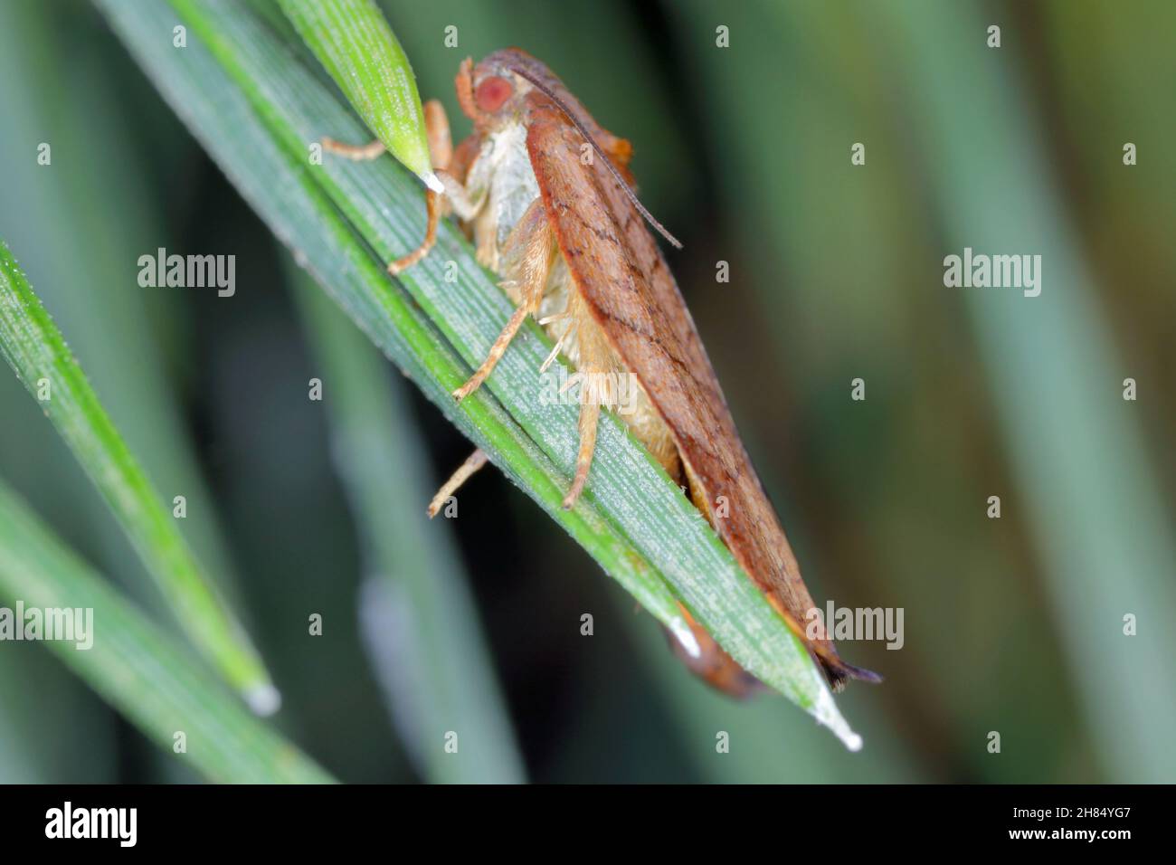 Grande tortrix di alberi da frutta (Archips podana). È una falena della famiglia Tortricidae. Le larve si nutrono di mela, pera, ciliegia e susina ed è considerato un Foto Stock