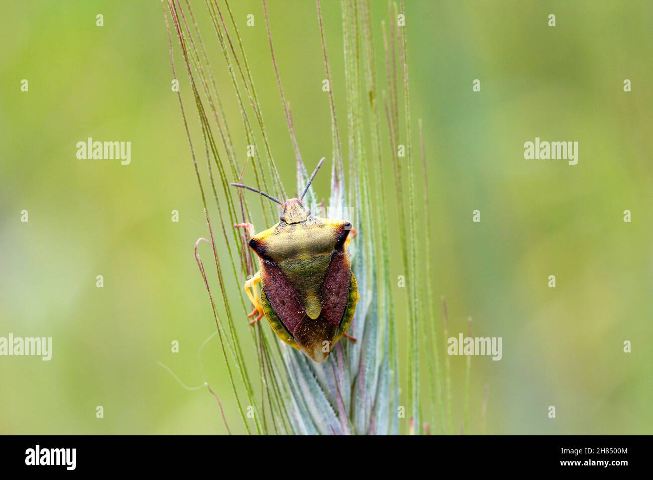 Il bug scudo Carpotoris fuscispinus macro. Un insetto che riposa su un gambo di cereale. Foto Stock