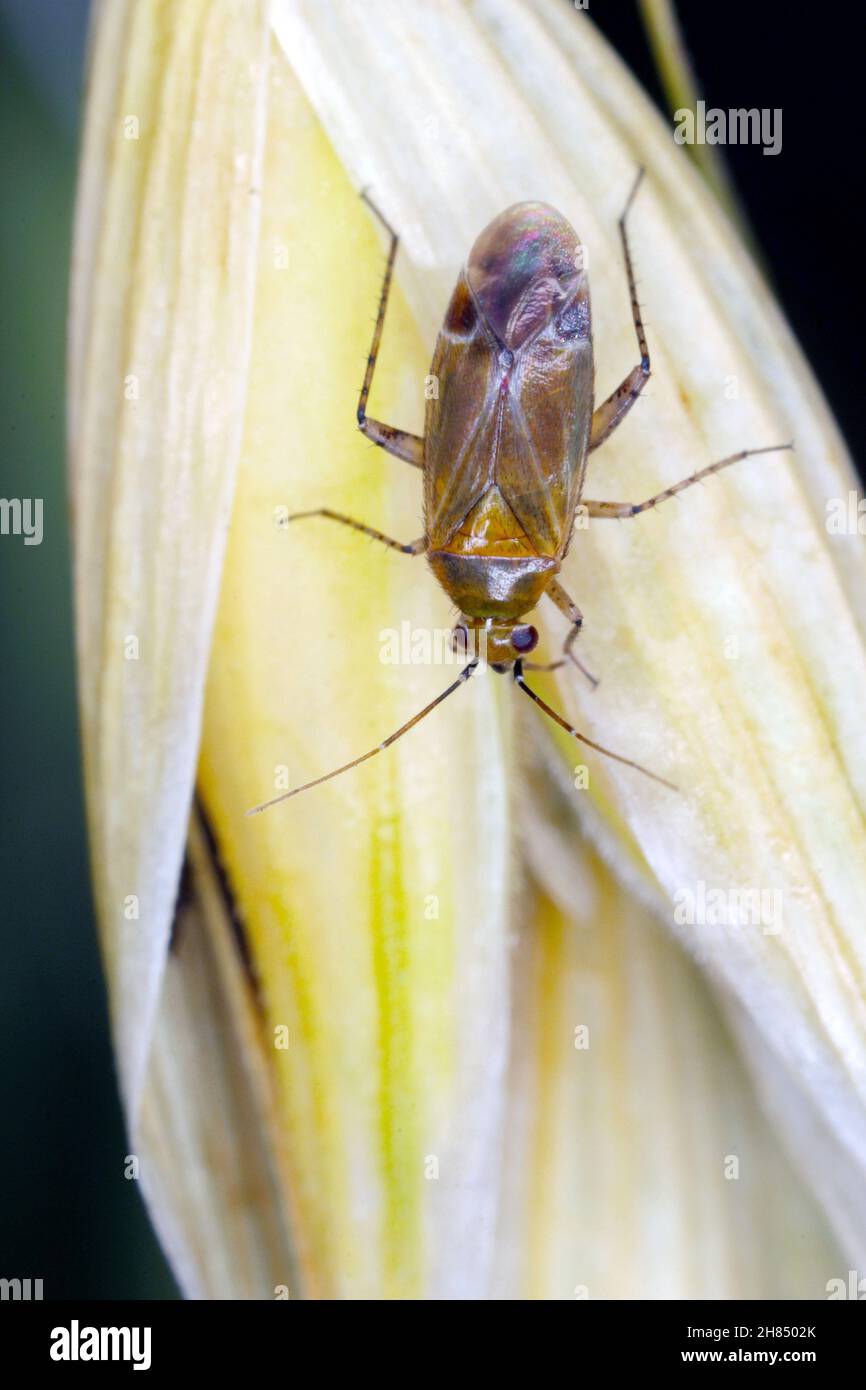 Insetti delle alghe (Hemiptera: Lygaeidae) che succhiano succo d'avena. Foto Stock