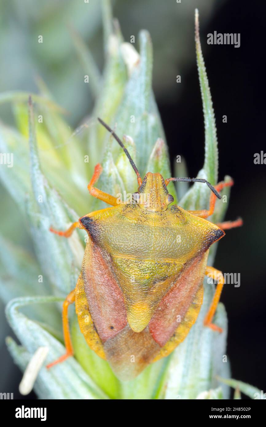 Il bug scudo Carpotoris fuscispinus macro. Un insetto che riposa su un gambo di cereale. Foto Stock