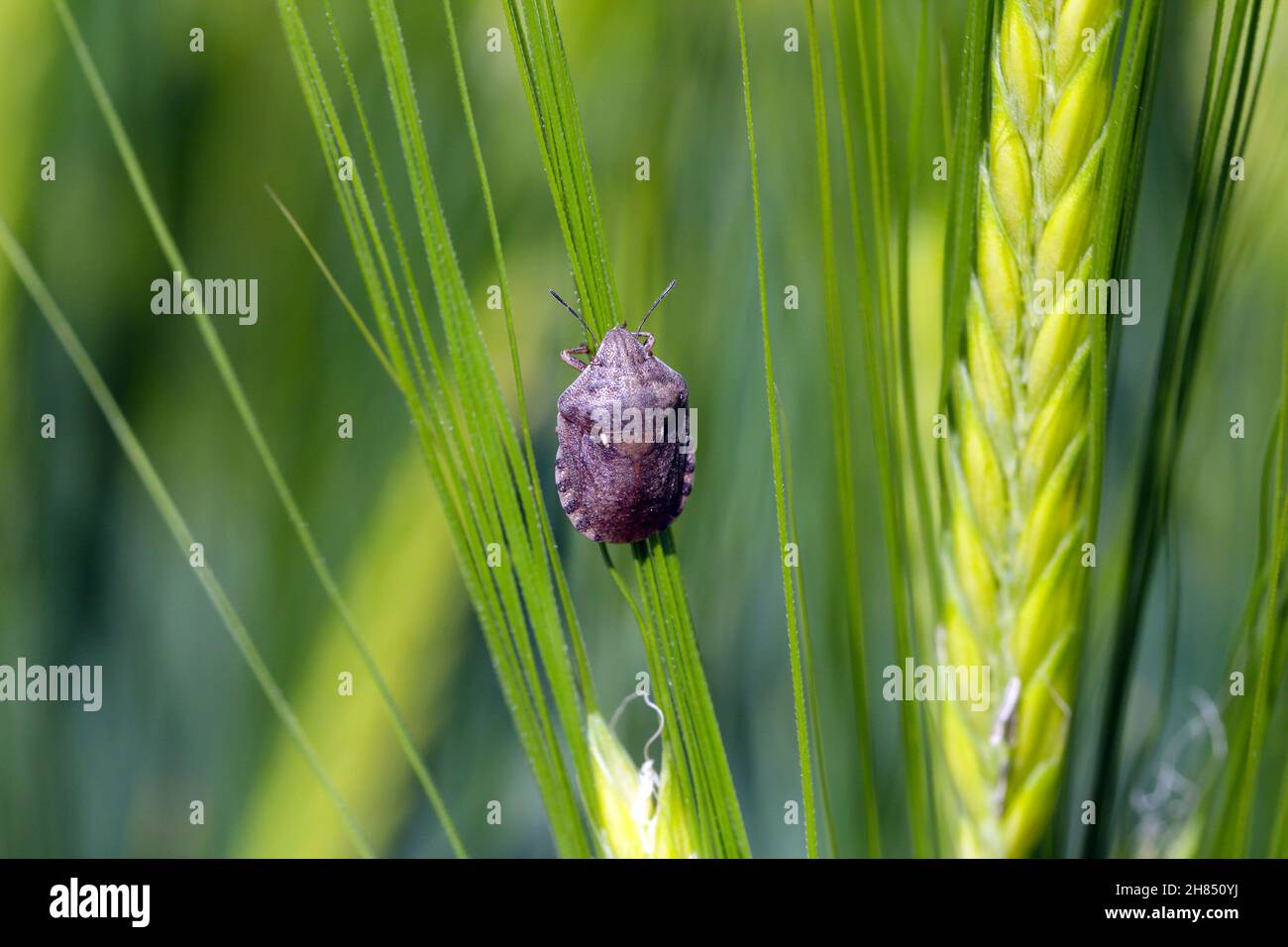 Eurygaster maura è una specie di insetti o insetti della famiglia Scutelleridae. È un comune parassita di cereali. Foto Stock