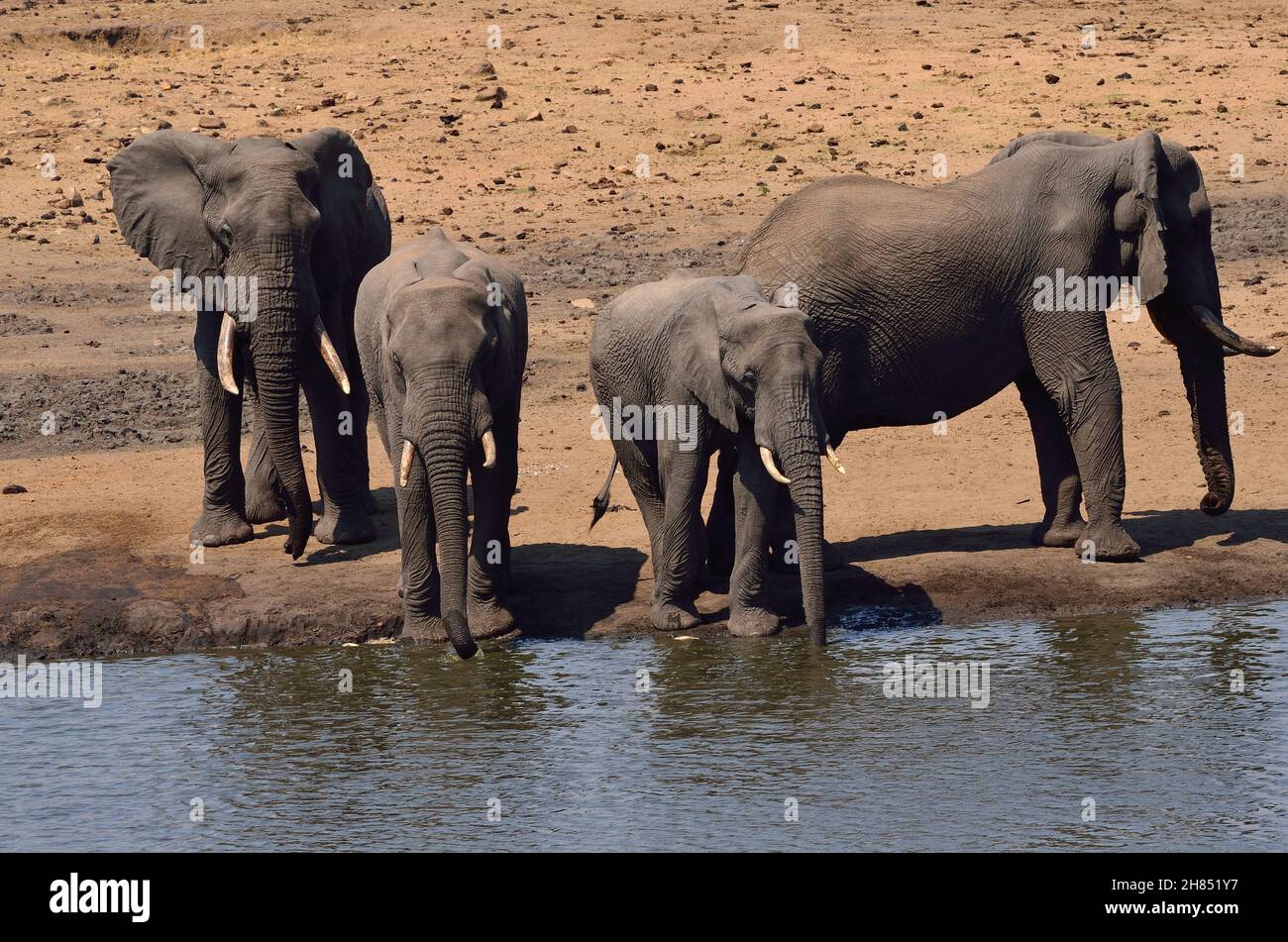 Afrikanischer Elefant, elefante africano di cespugli, Loxodonta africana, Kruger-Nationalpark, Südafrika, Parco Nazionale di Kruger, Repubblica del Sud Africa Foto Stock