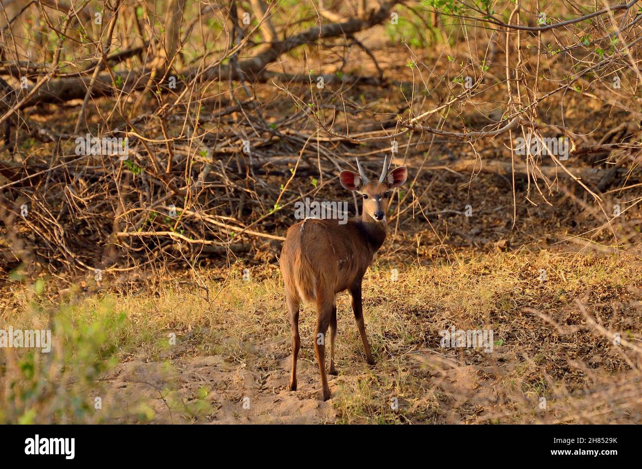 Buschbock, bushbuck, Tragelaphus scriptus, Kruger-Nationalpark, Südafrika, Parco Nazionale di Kruger, Repubblica del Sud Africa Foto Stock