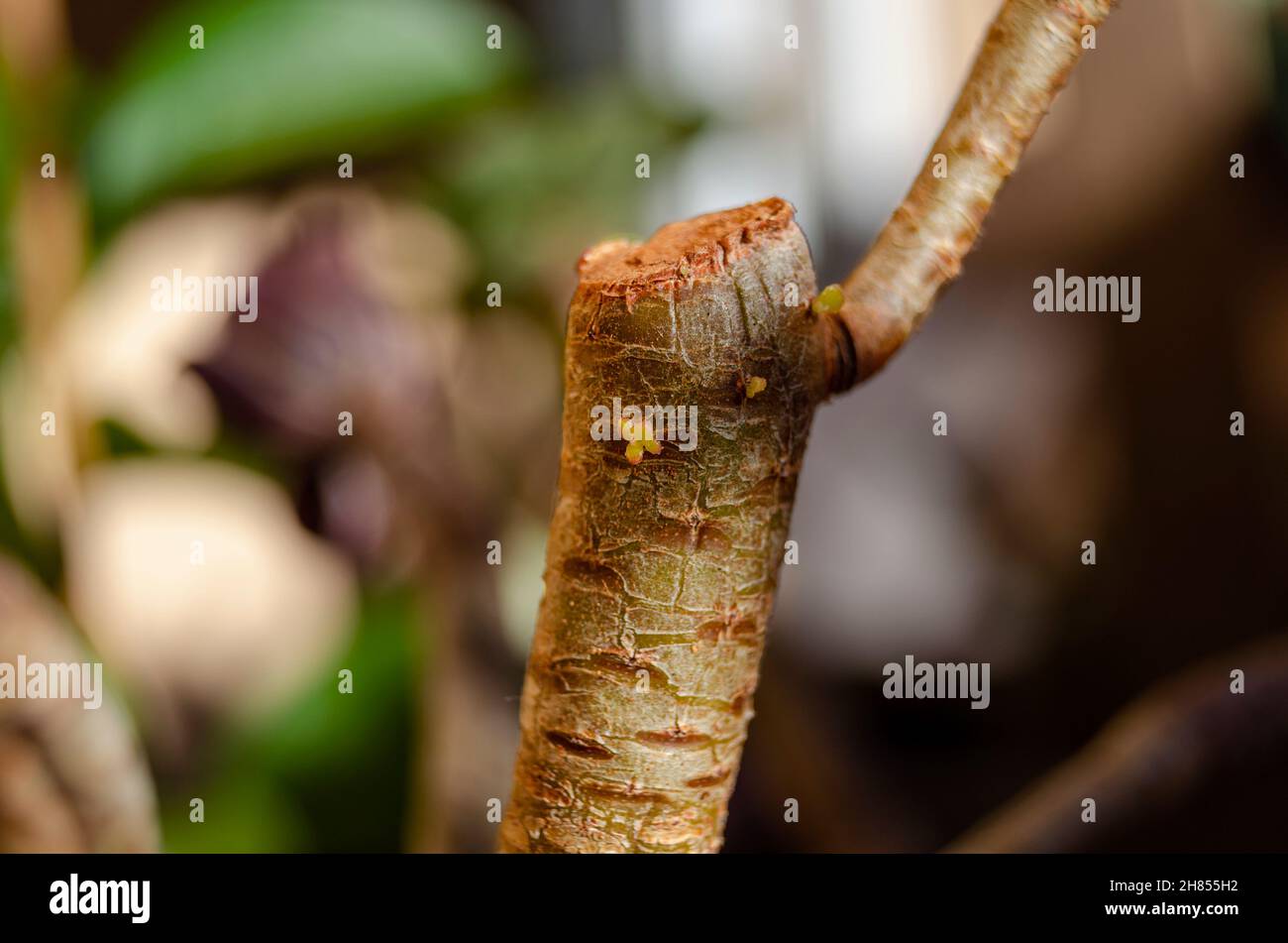 Aeonium arboreum atropurpurpurpureum crescita sul segmento dello stelo dopo tre settimane dal taglio. Foto Stock