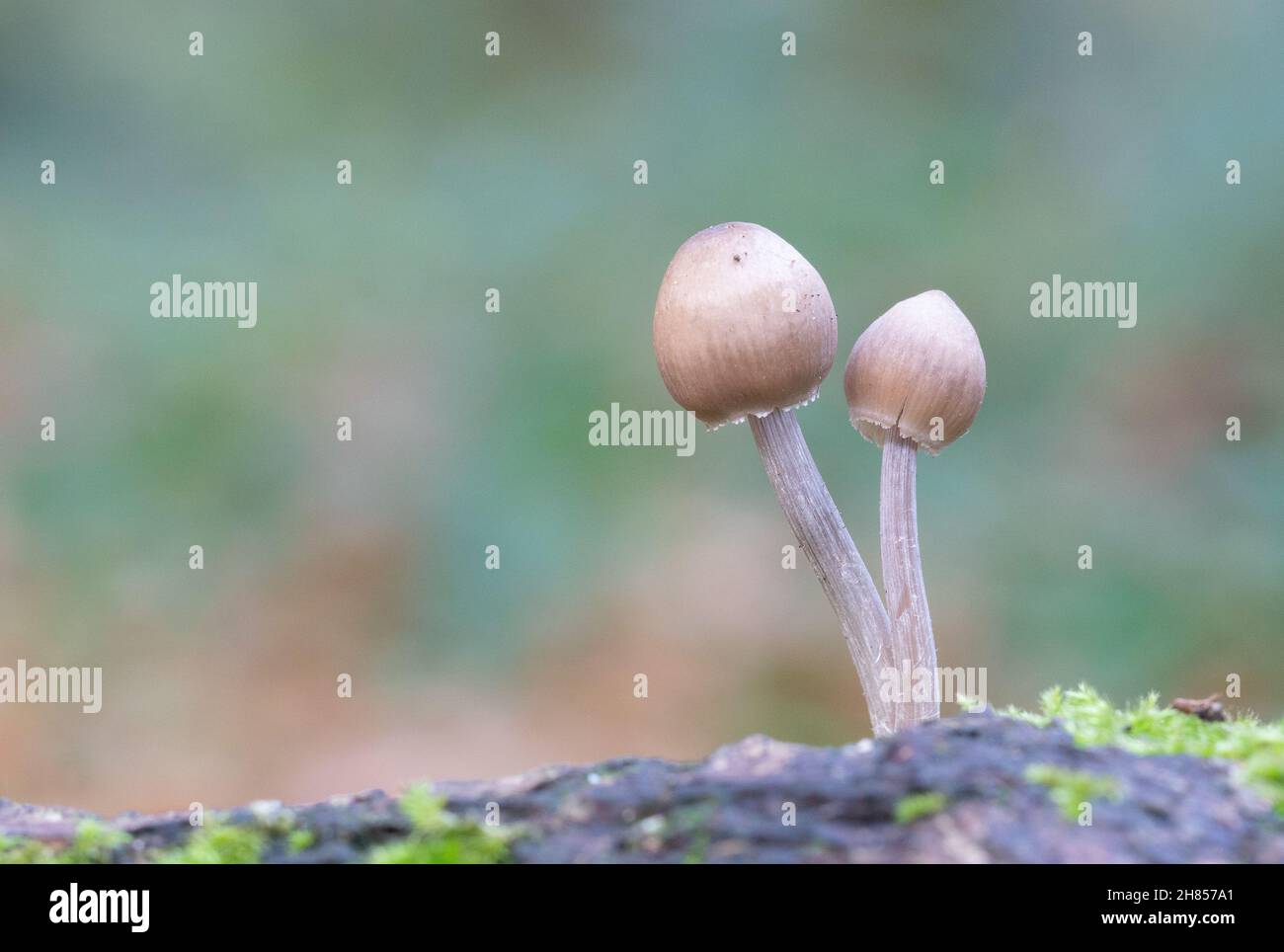 Due piccoli funghi sul Southampton Common Foto Stock