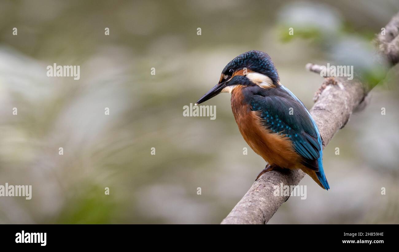 Kingfisher Foto Stock