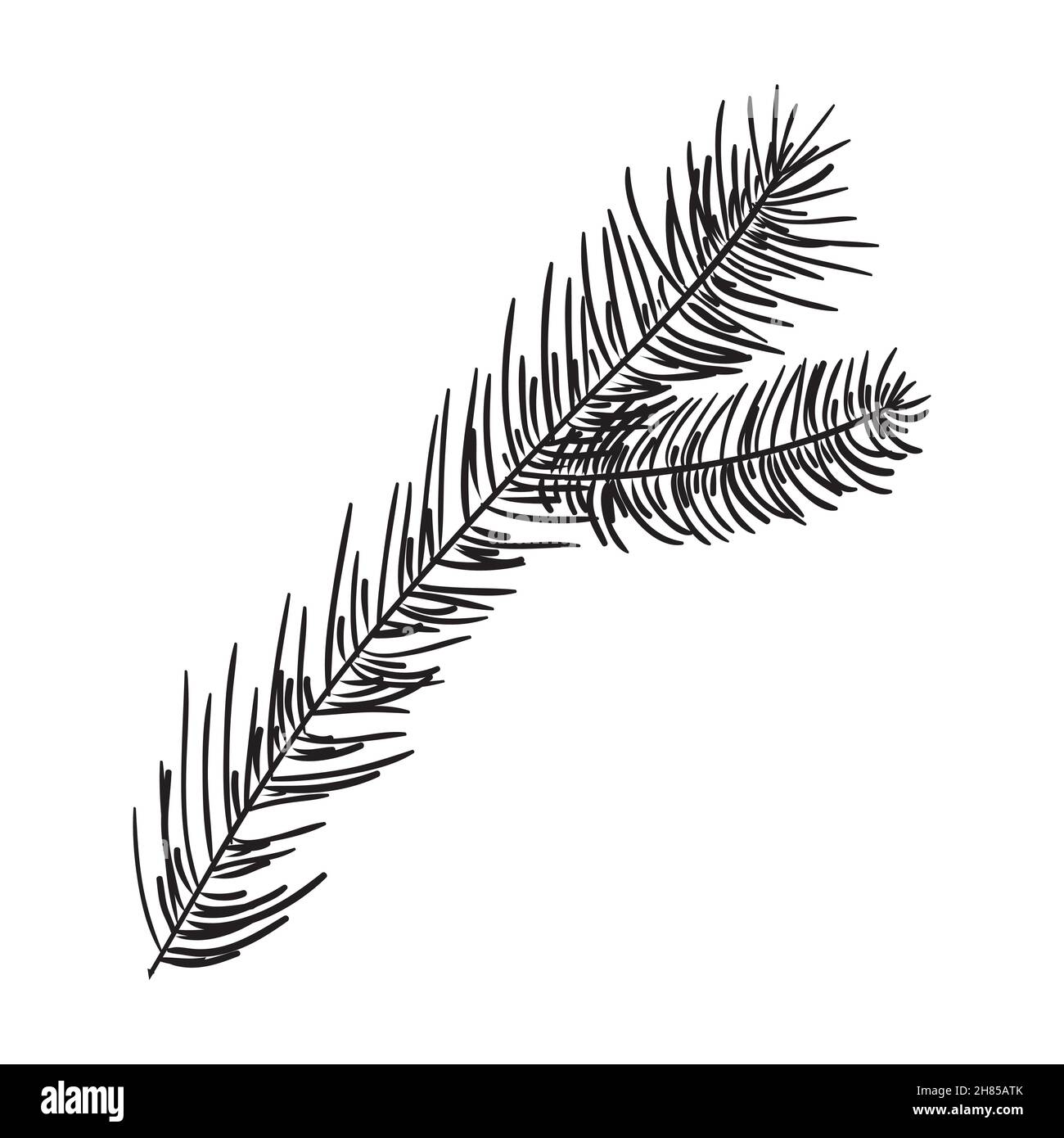 Rami di pino disegnati a mano per la creazione del vostro proprio disegno per Natale o Capodanno. Vettore, illustrazione. Illustrazione Vettoriale