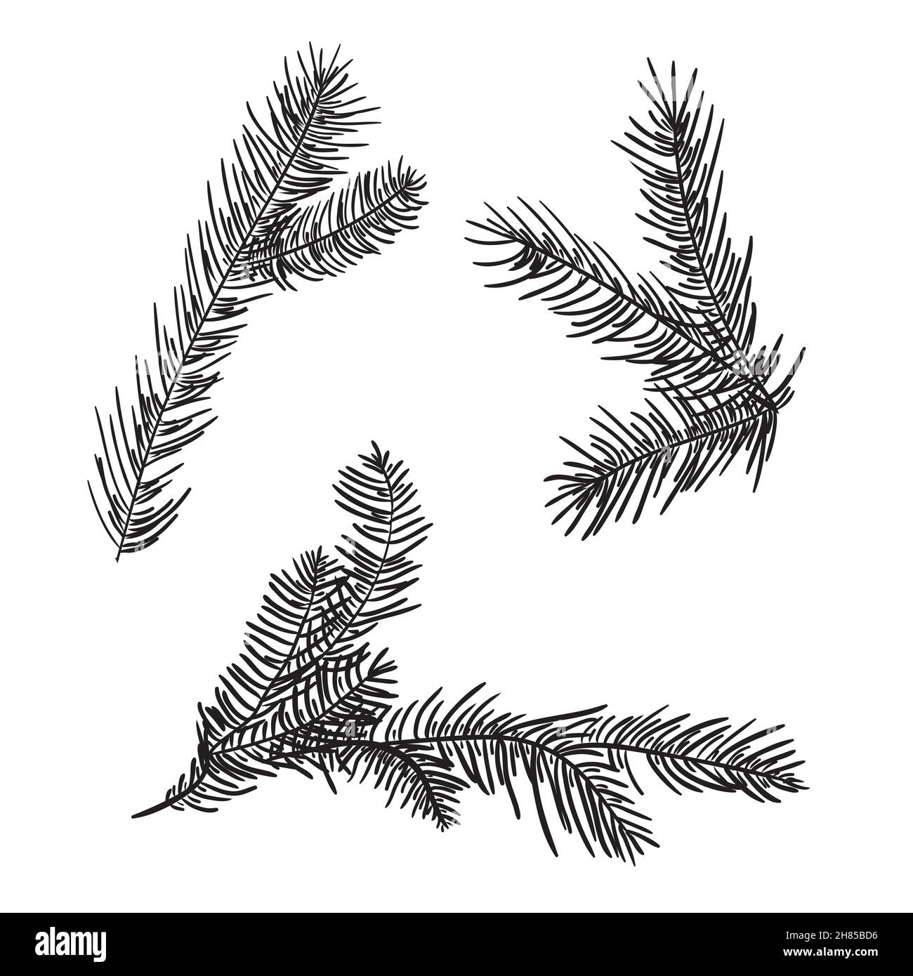 Rami di pino disegnati a mano per la creazione del vostro proprio disegno per Natale o Capodanno. Vettore, illustrazione. Illustrazione Vettoriale