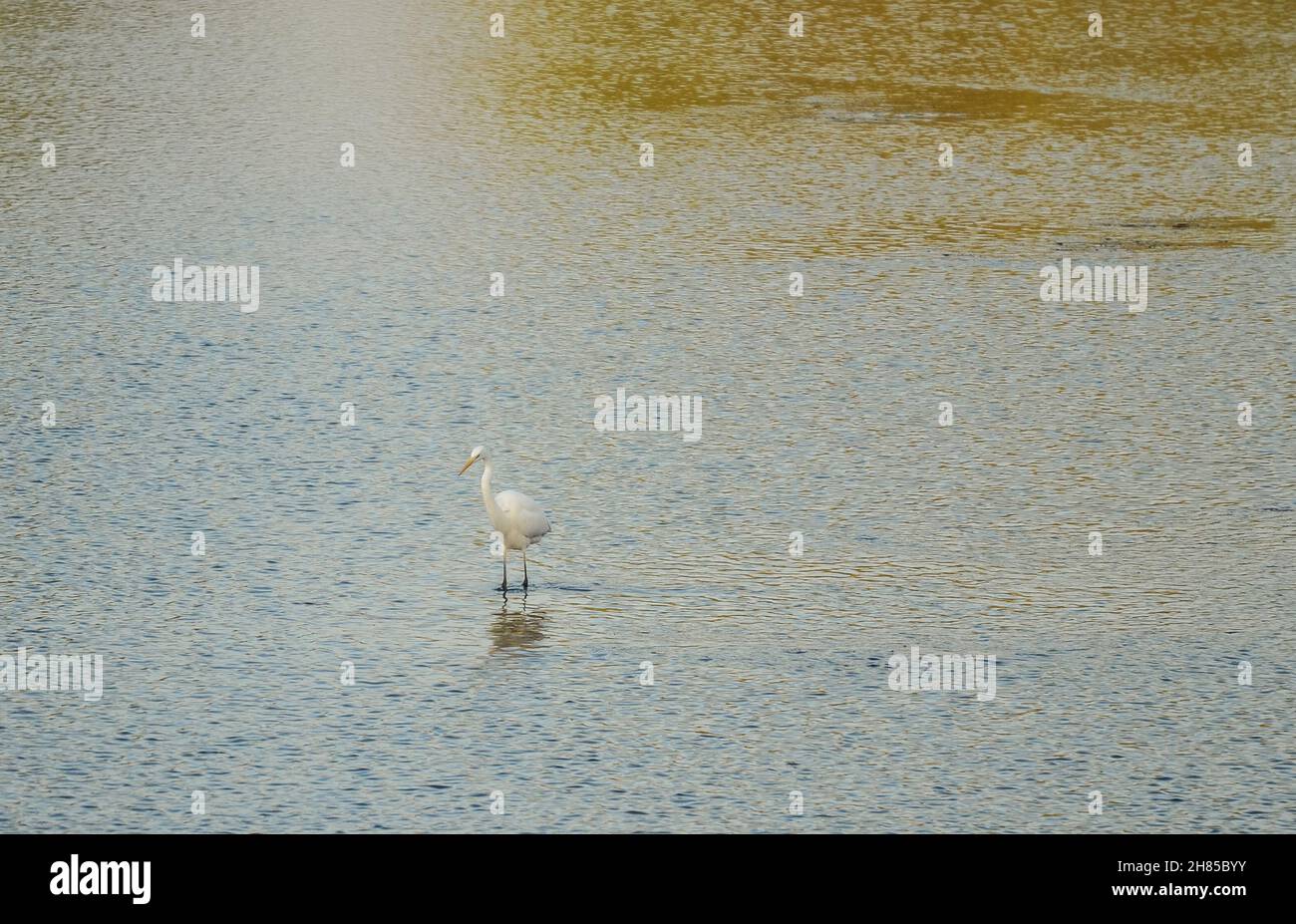 Egret in attesa di pesce per mostrare Foto Stock